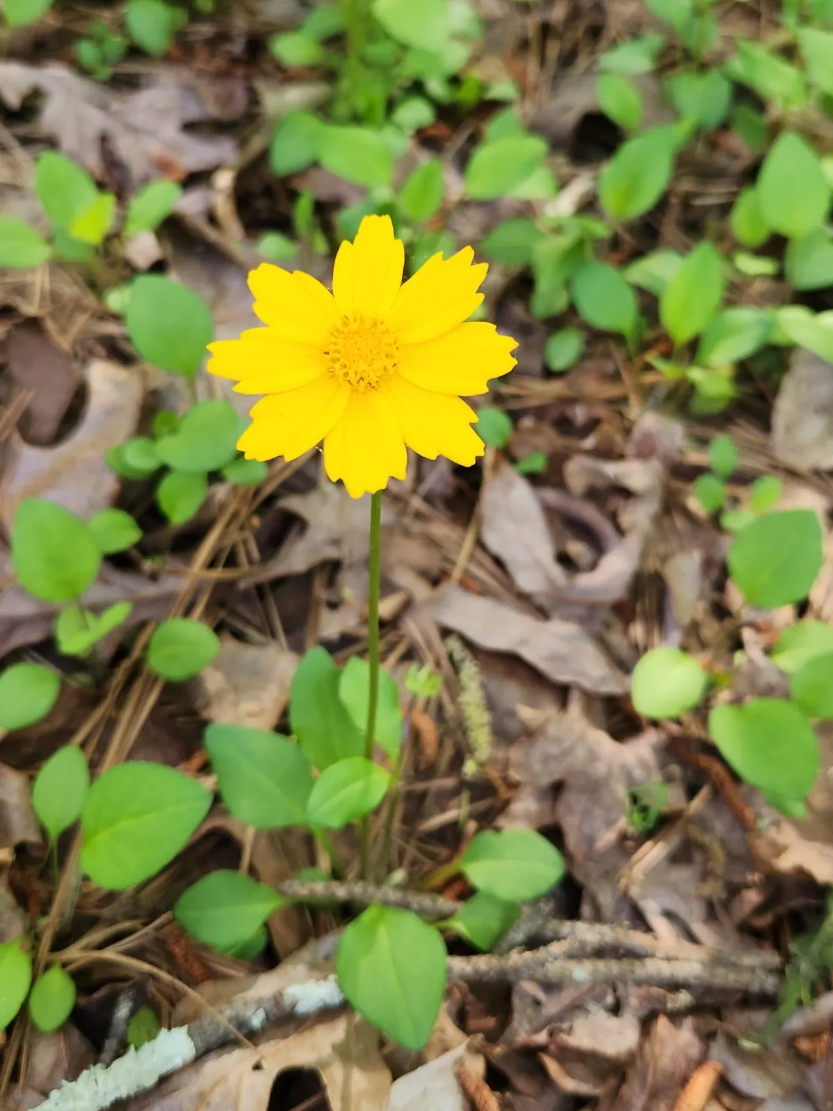 Lobed Tickseed (Coreopsis auriculata)