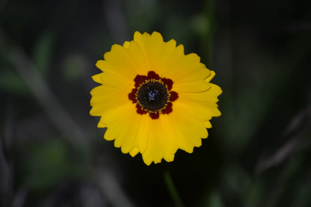 Golden Tickseed (Coreopsis basalis)