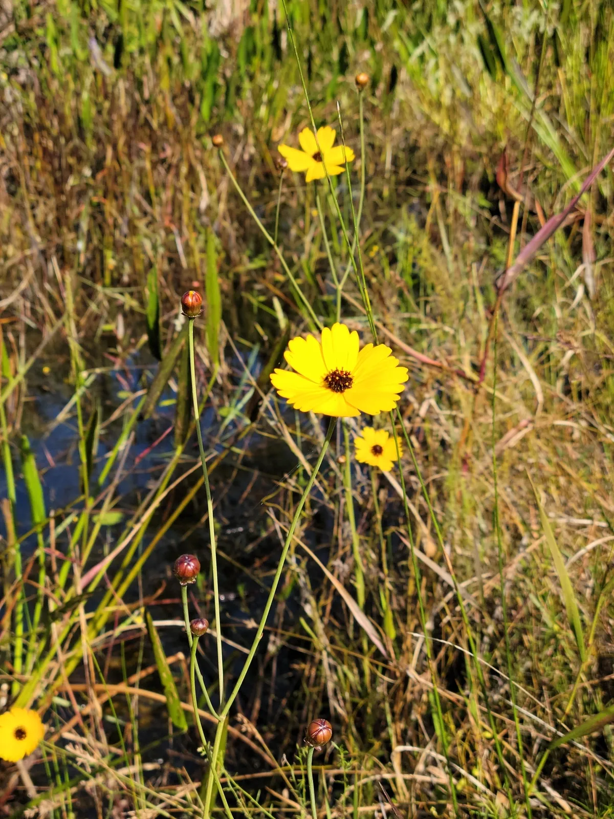 Coastal plain tickseed (Coreopsis floridana)