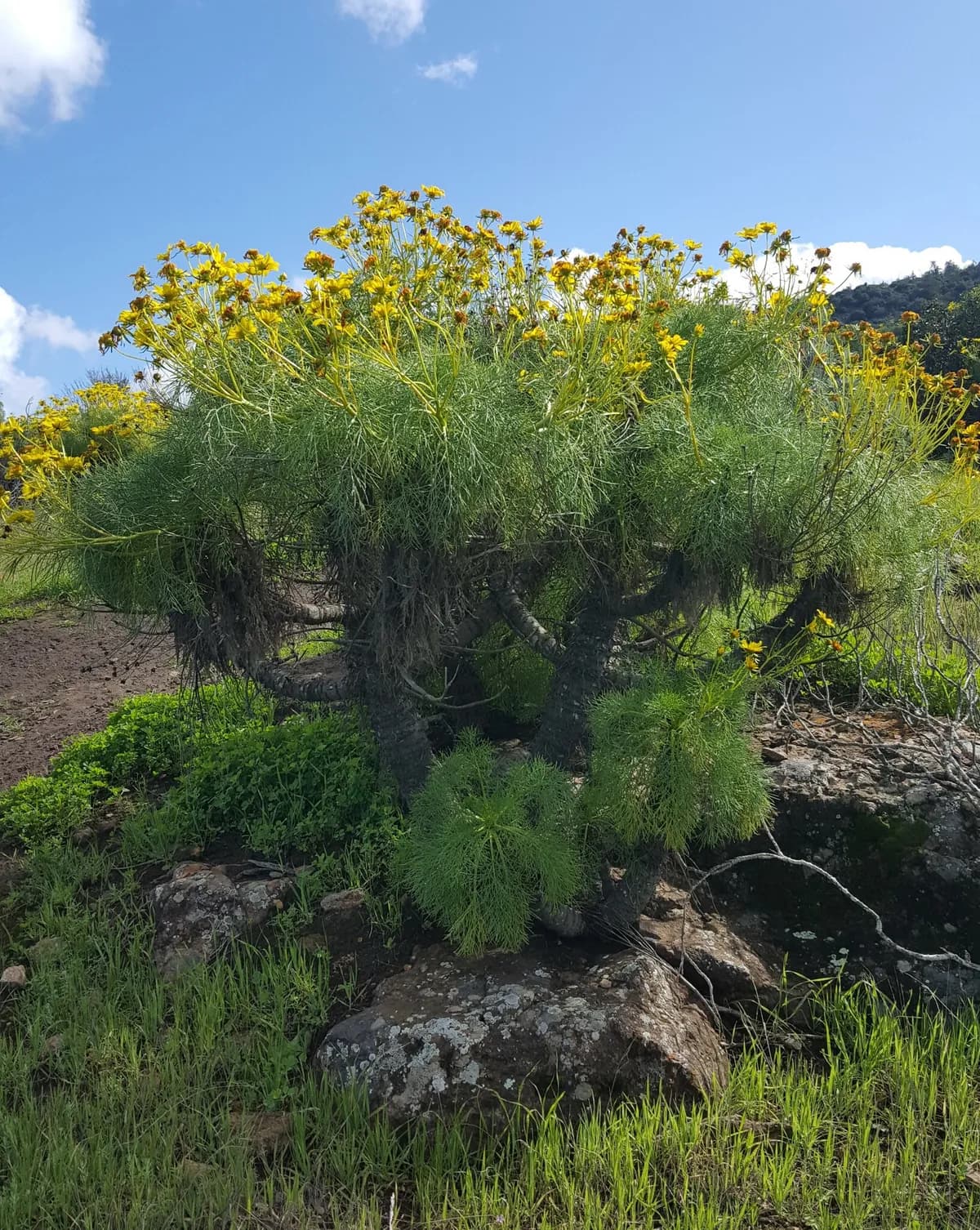 Giant coreopsis (Coreopsis gigantea)