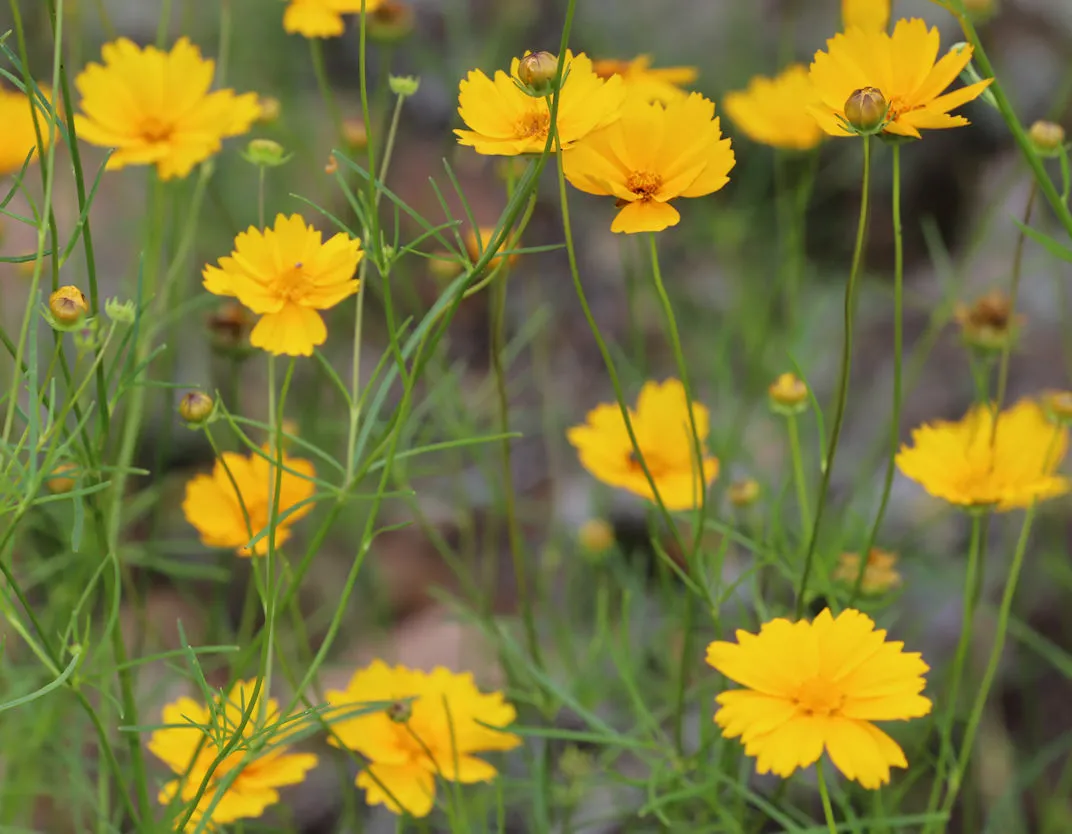 Large-flower Tickseed (Coreopsis grandiflora)