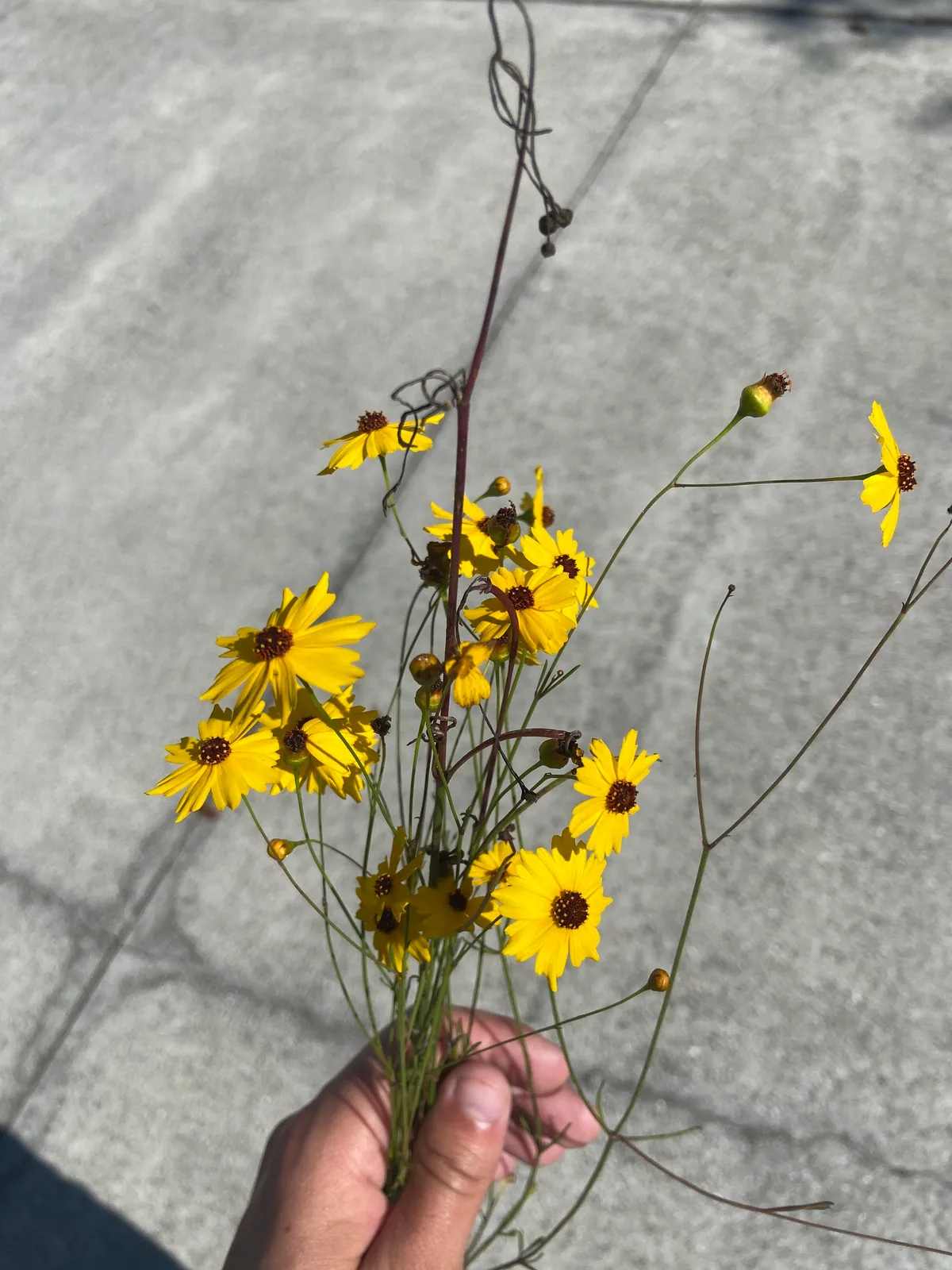 Leavenworth's Tickseed (Coreopsis leavenworthii)