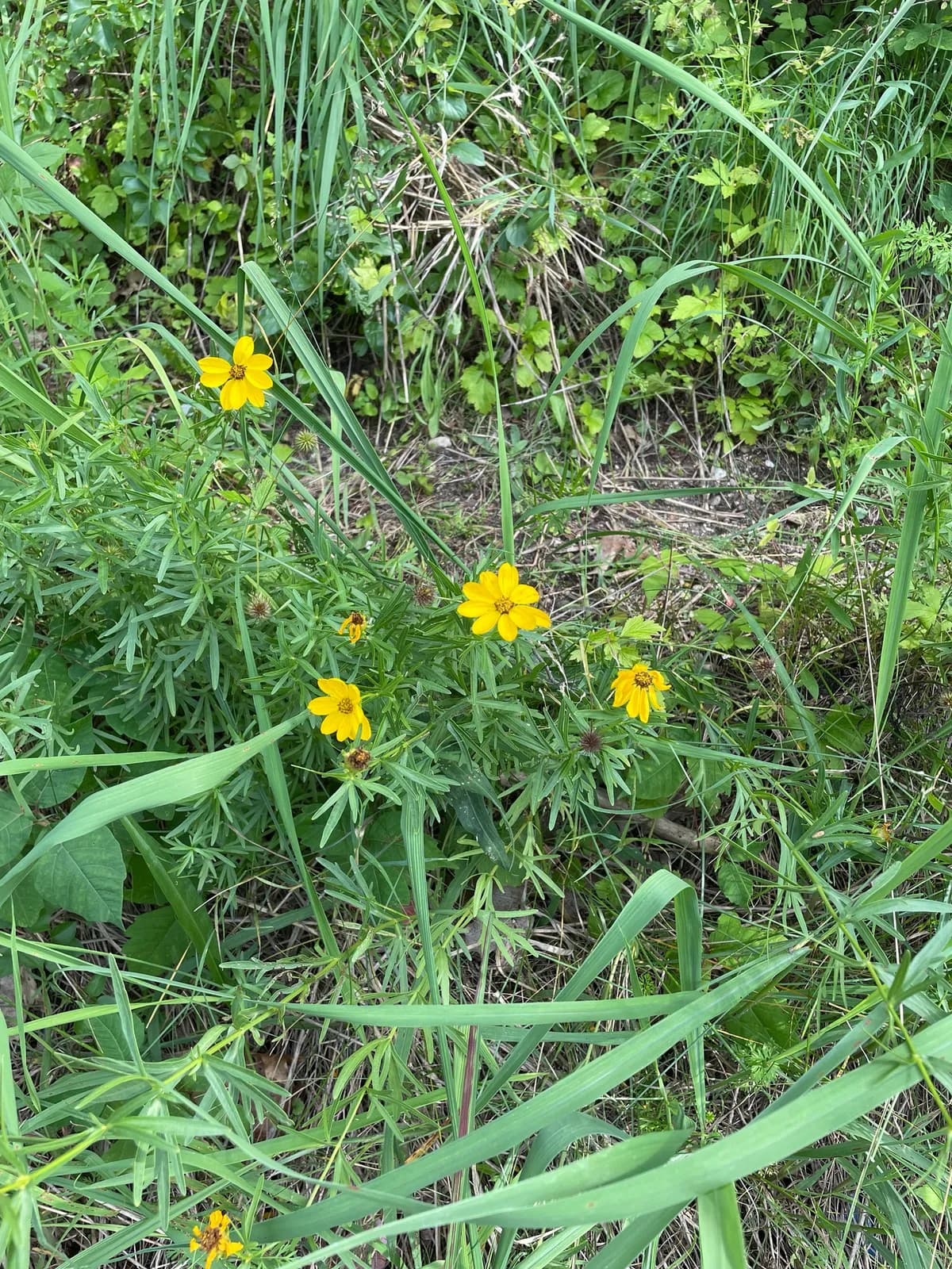 Prairie Coreopsis (Coreopsis palmata)