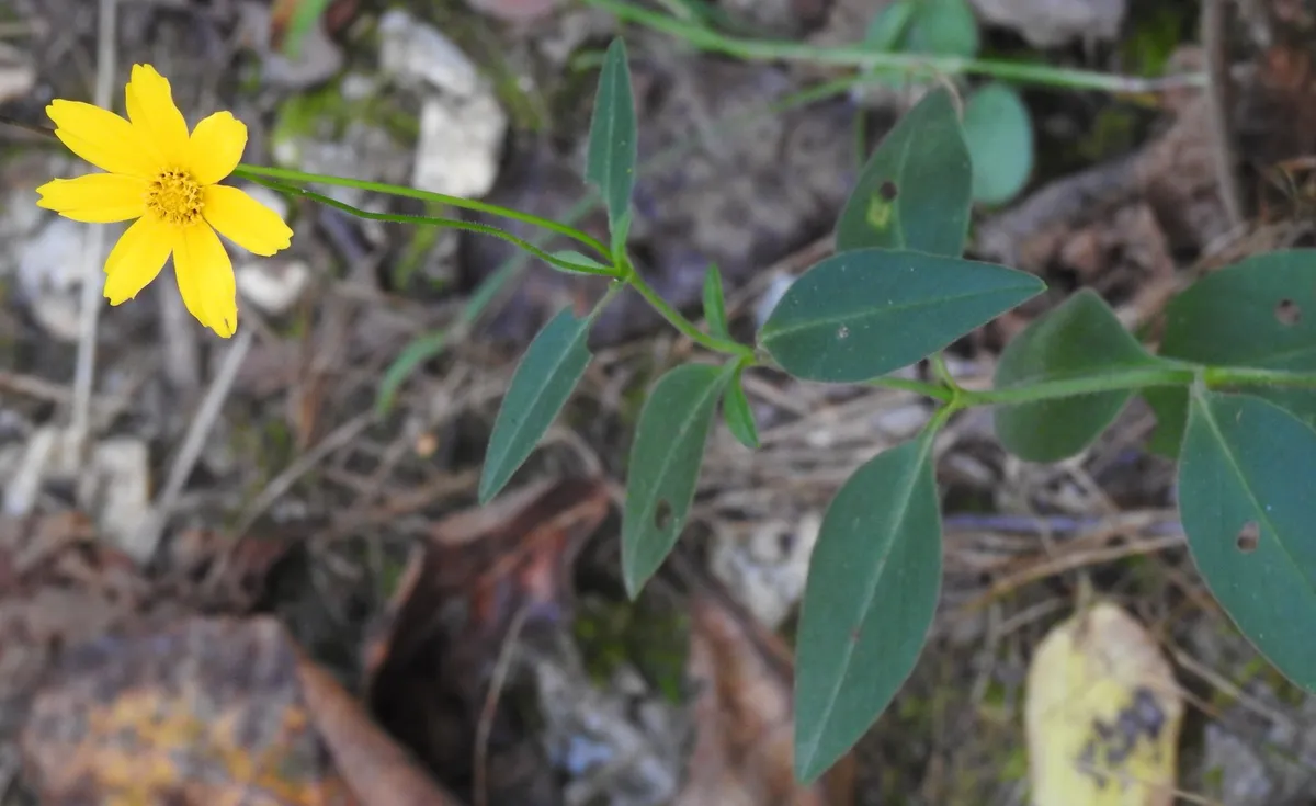 Star Tickseed (Coreopsis pubescens)