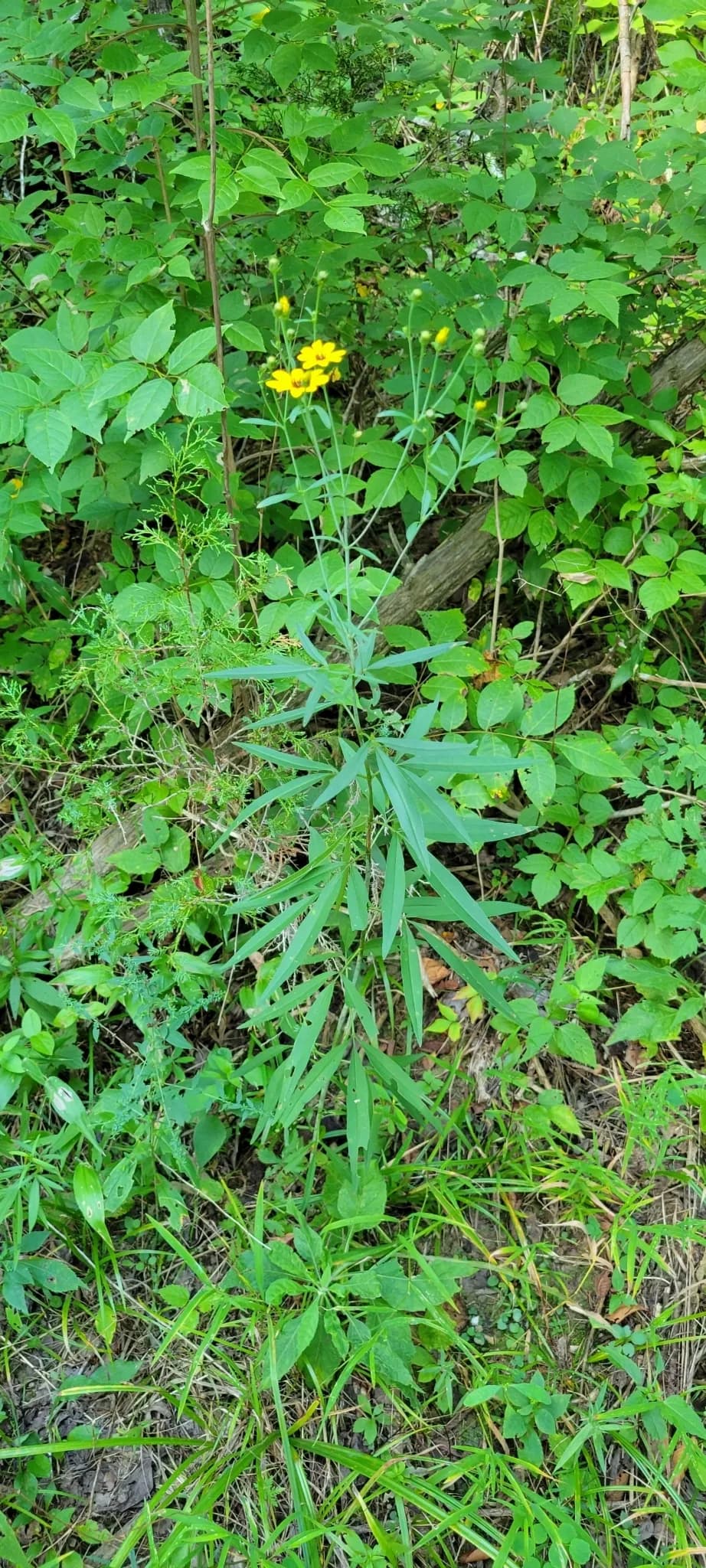 Tall Coreopsis (Coreopsis tripteris)