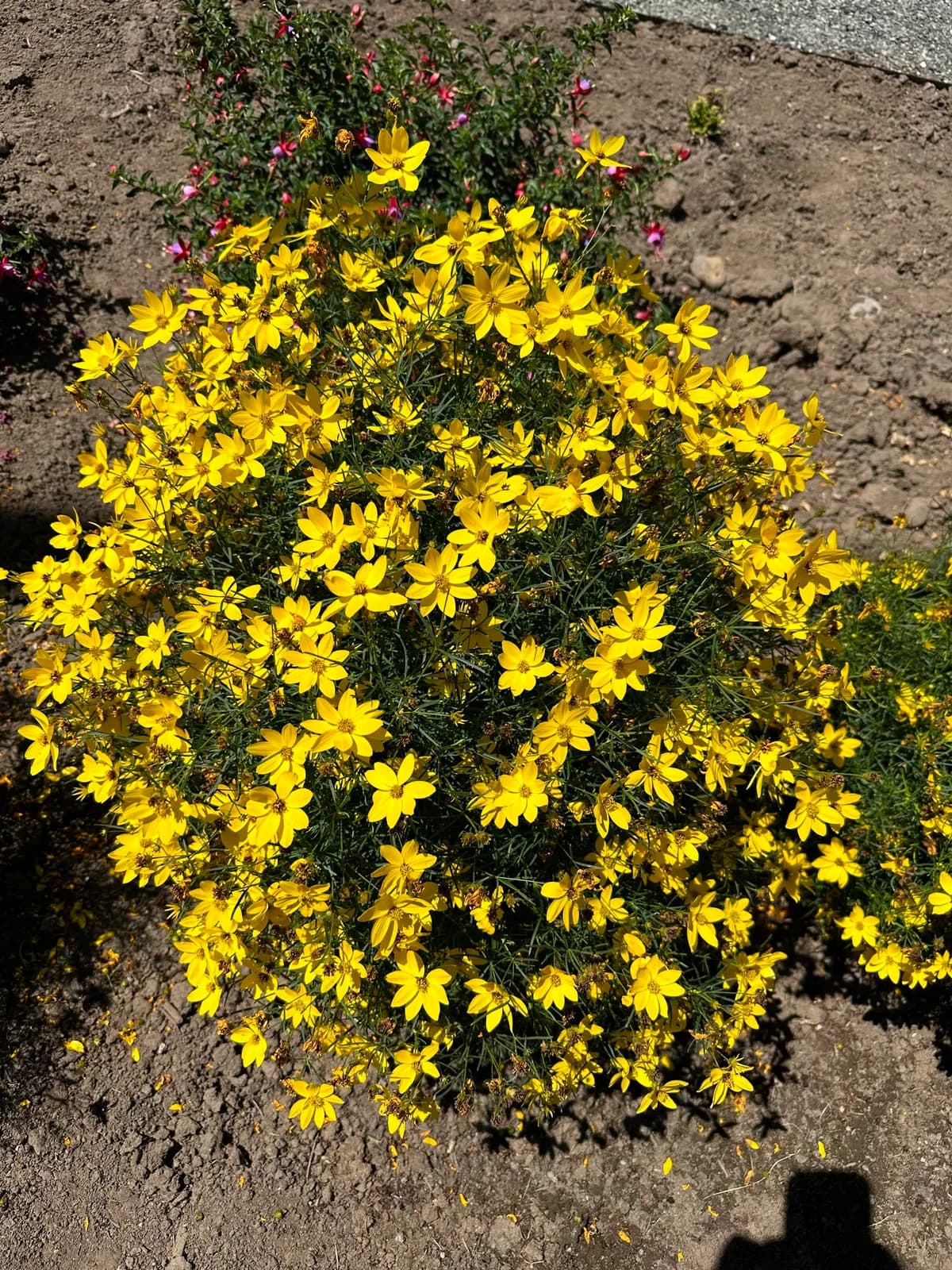 Whorled Tickseed (Coreopsis verticillata)