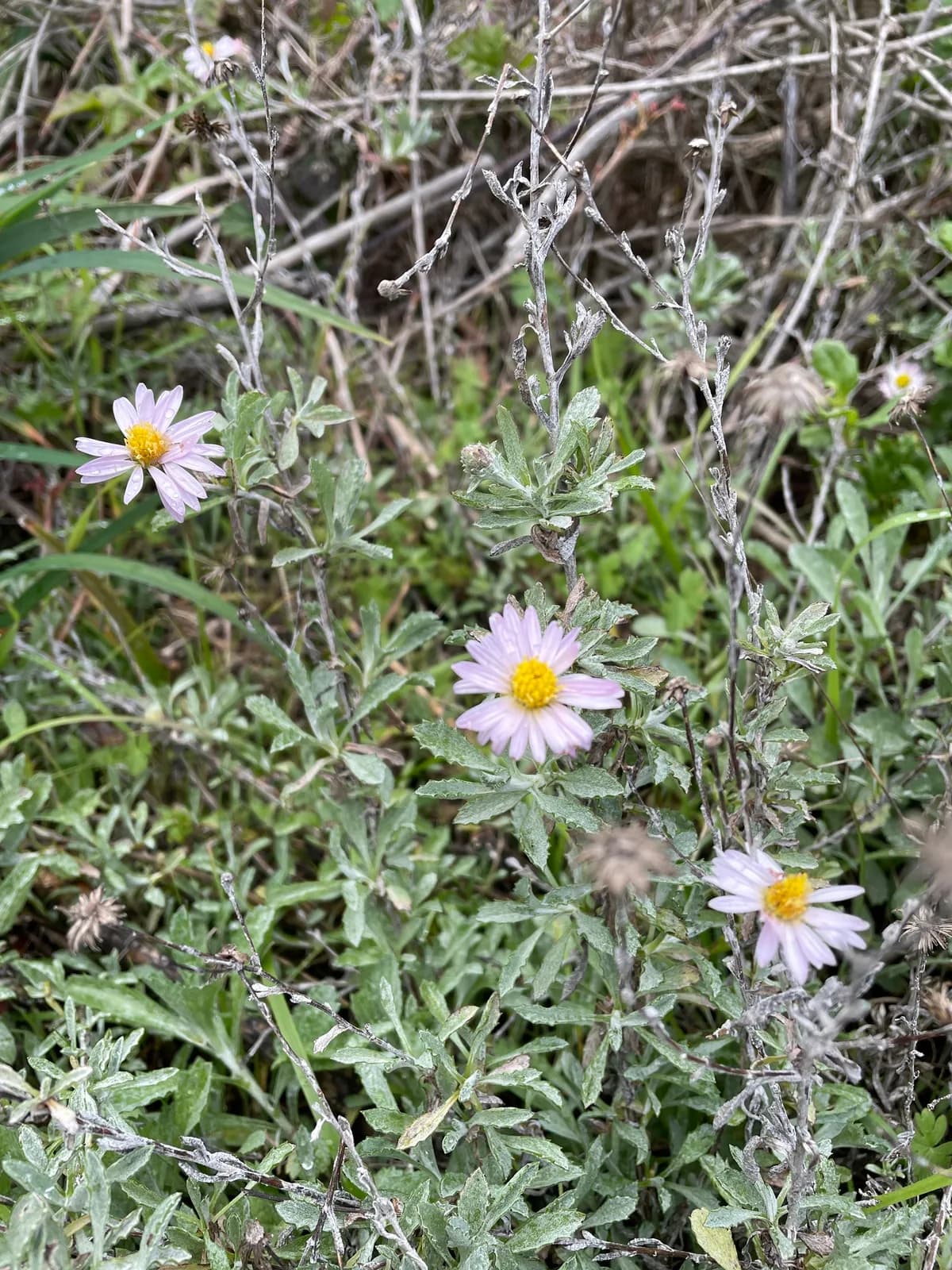 Sand-aster (Corethrogyne filaginifolia)