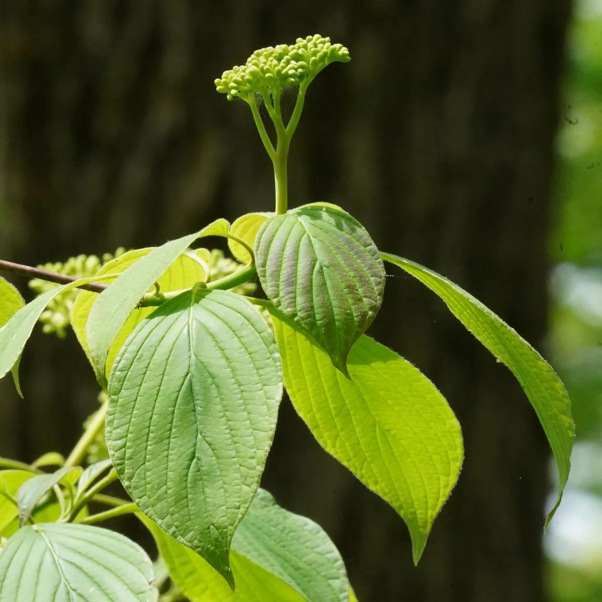 Alternate-leaf Dogwood (Cornus alternifolia)