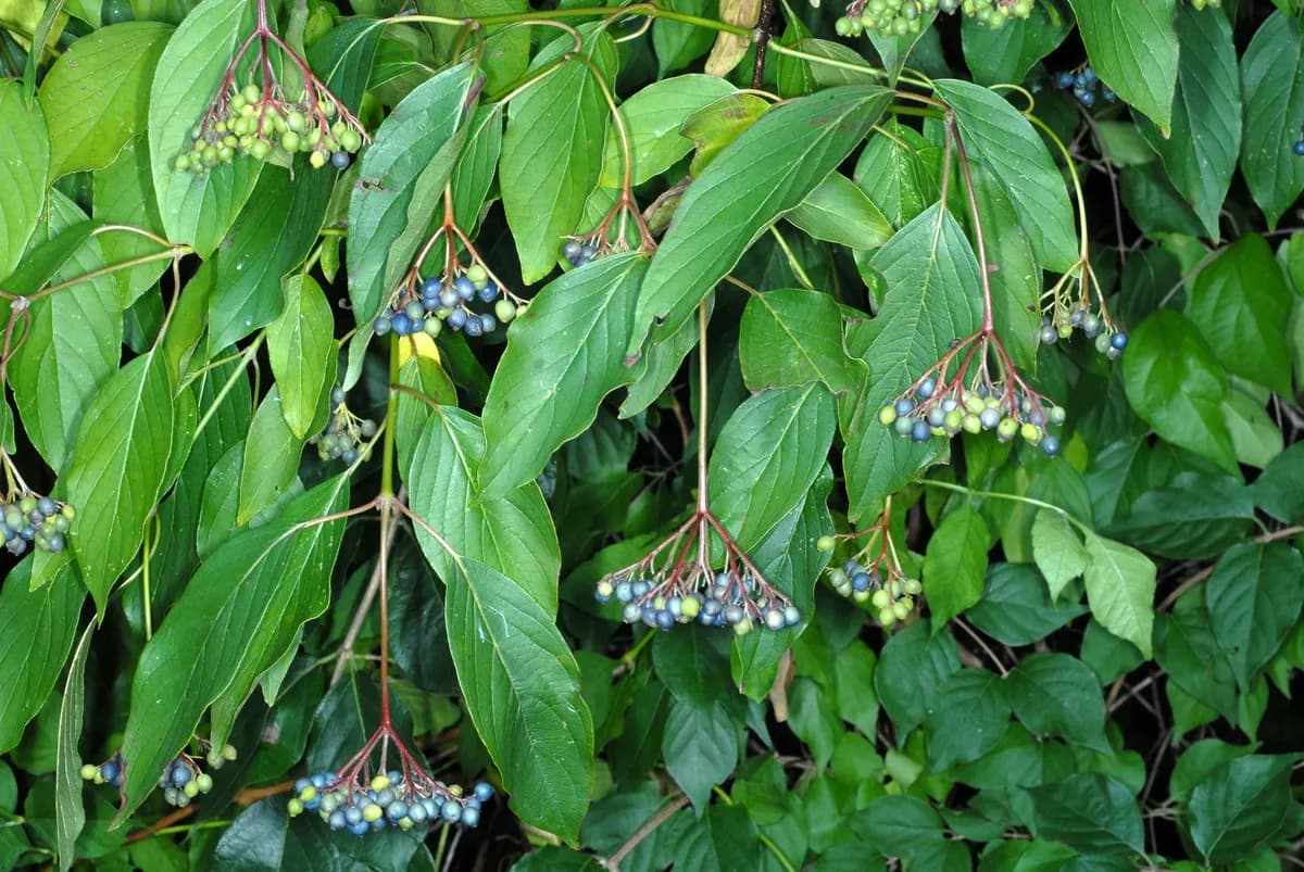 Silky Cornel (Cornus amomum)