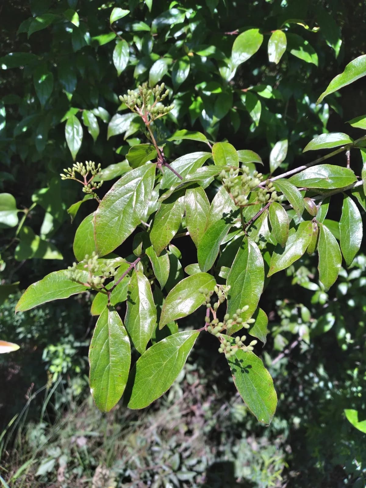 Roughleaf dogwood (Cornus asperifolia)