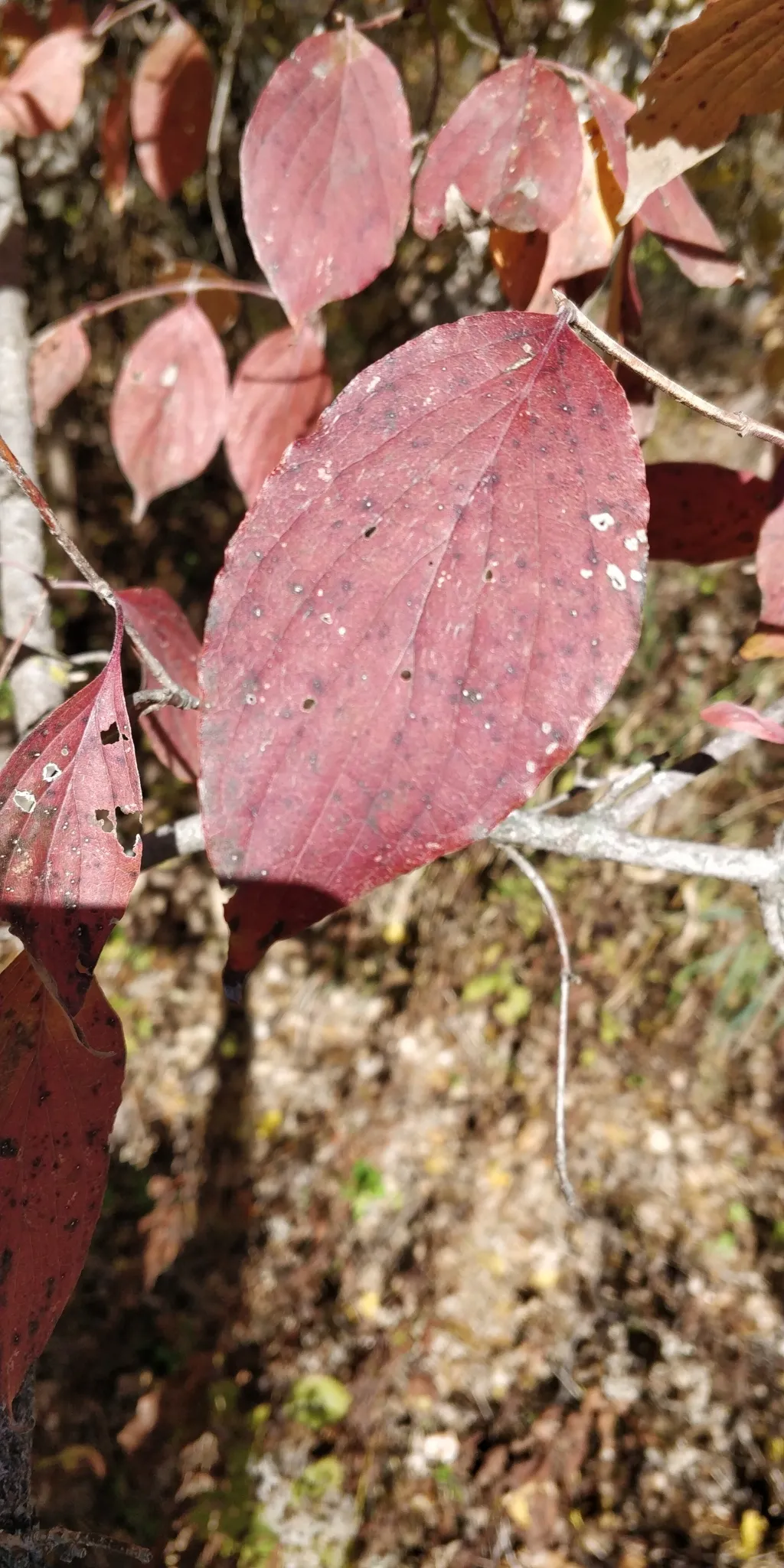 Drummond's Dogwood (Cornus drummondii)