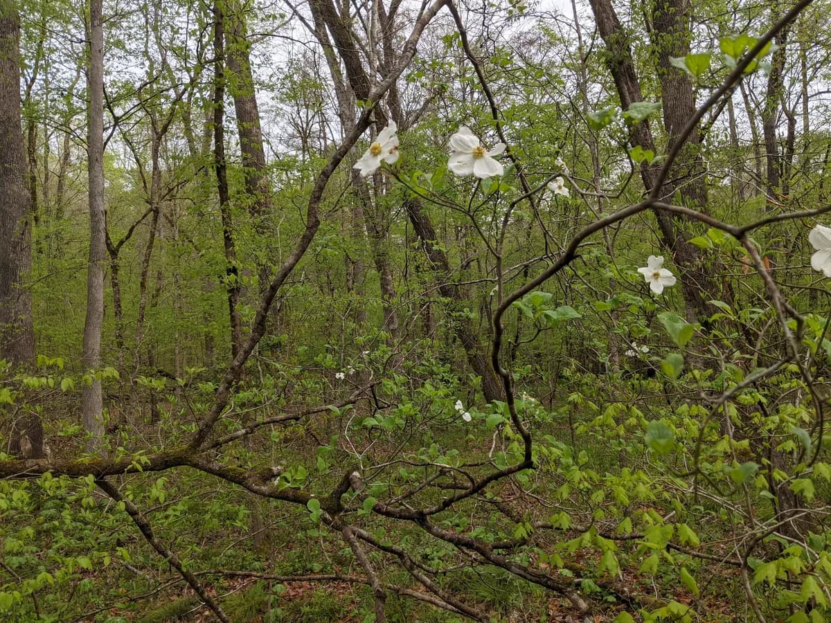 Flowering Dogwood (Cornus florida)