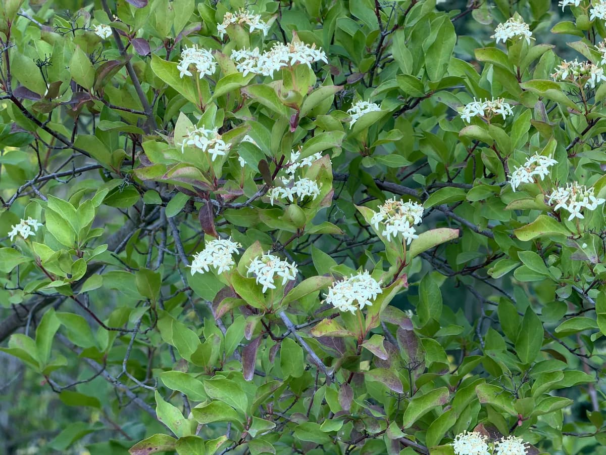 Brown Dogwood (Cornus glabrata)