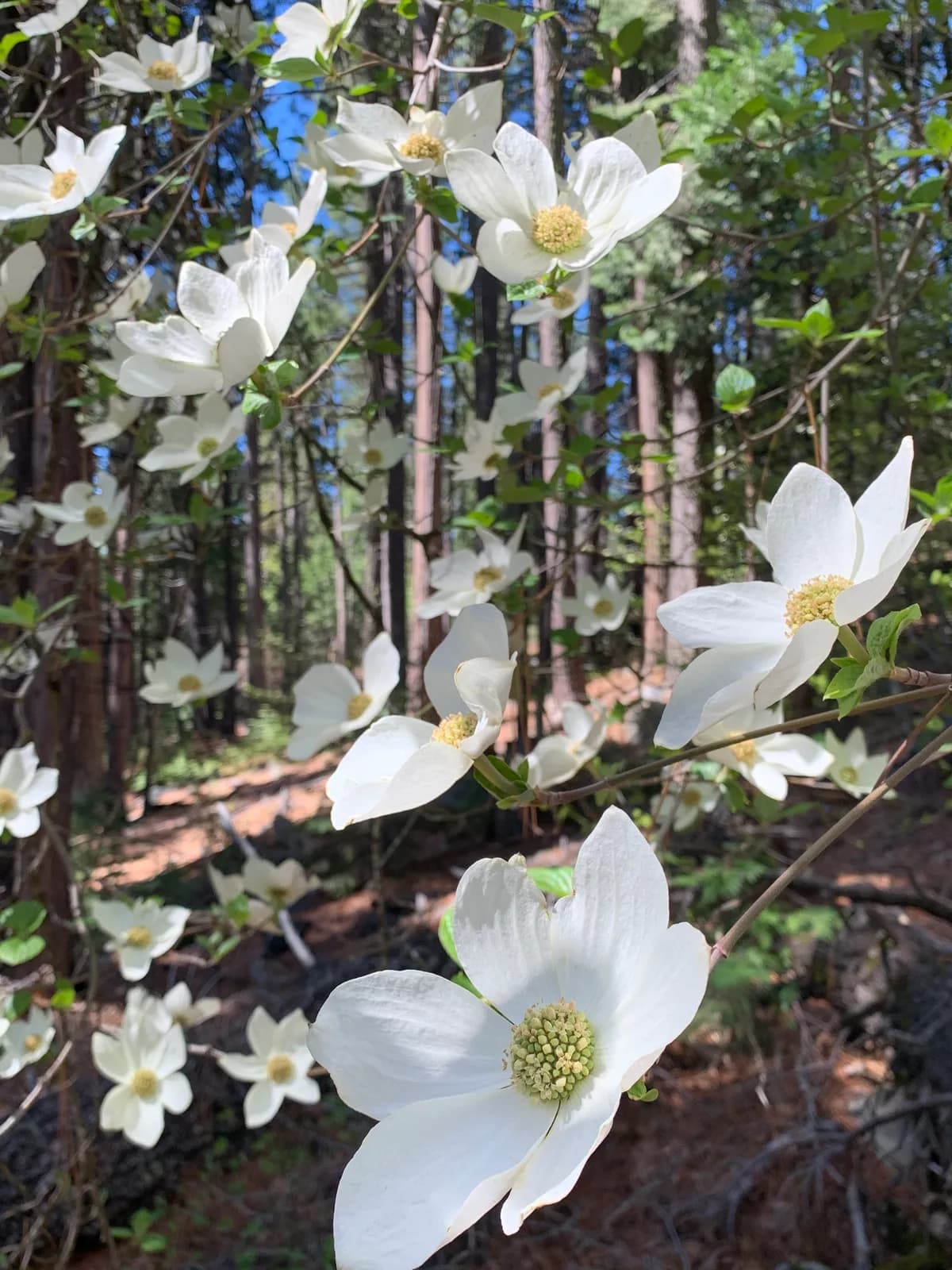 Pacific dogwood (Cornus nuttallii)