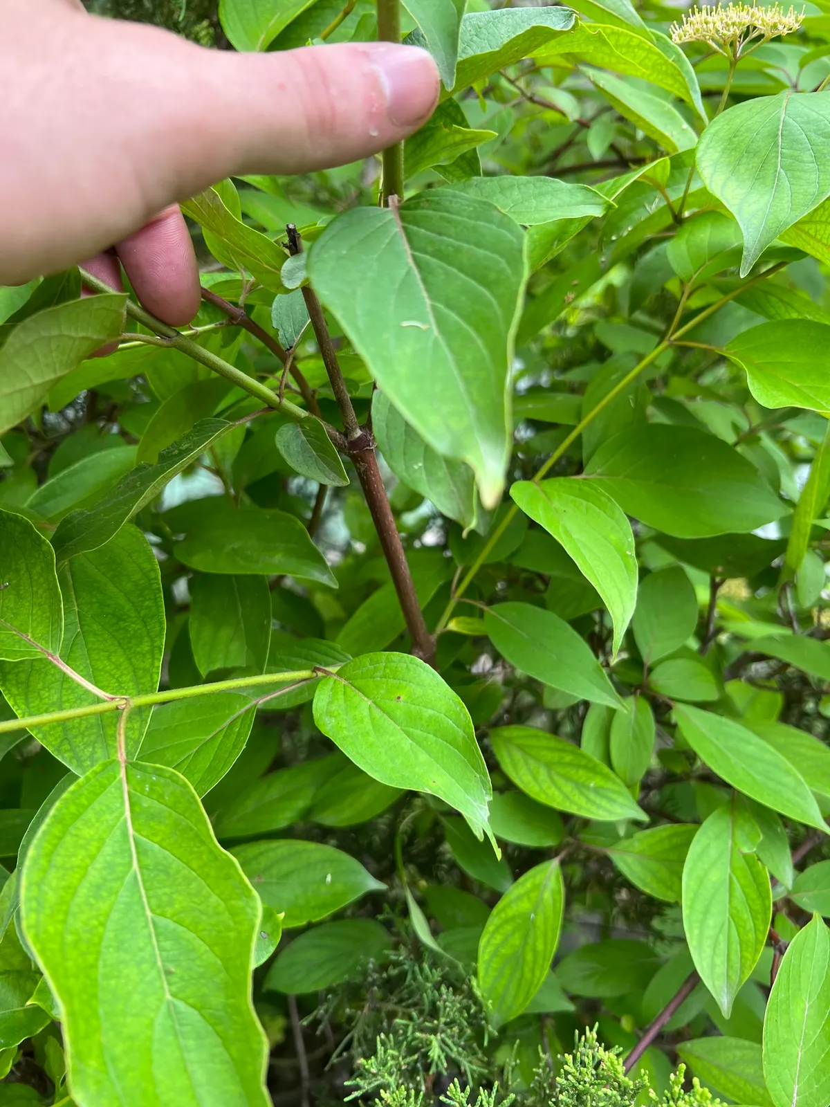 Silky Dogwood (Cornus obliqua)