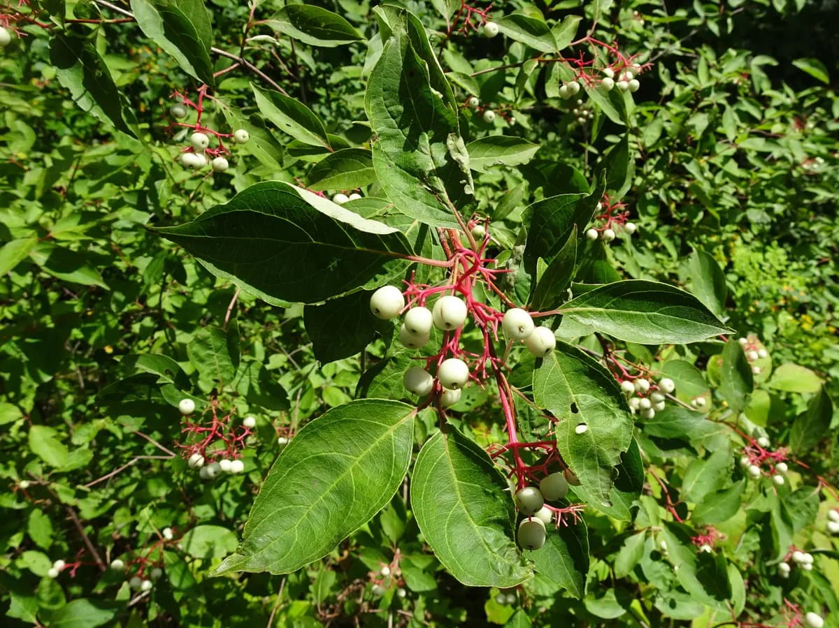 Panicled Dogwood (Cornus racemosa)
