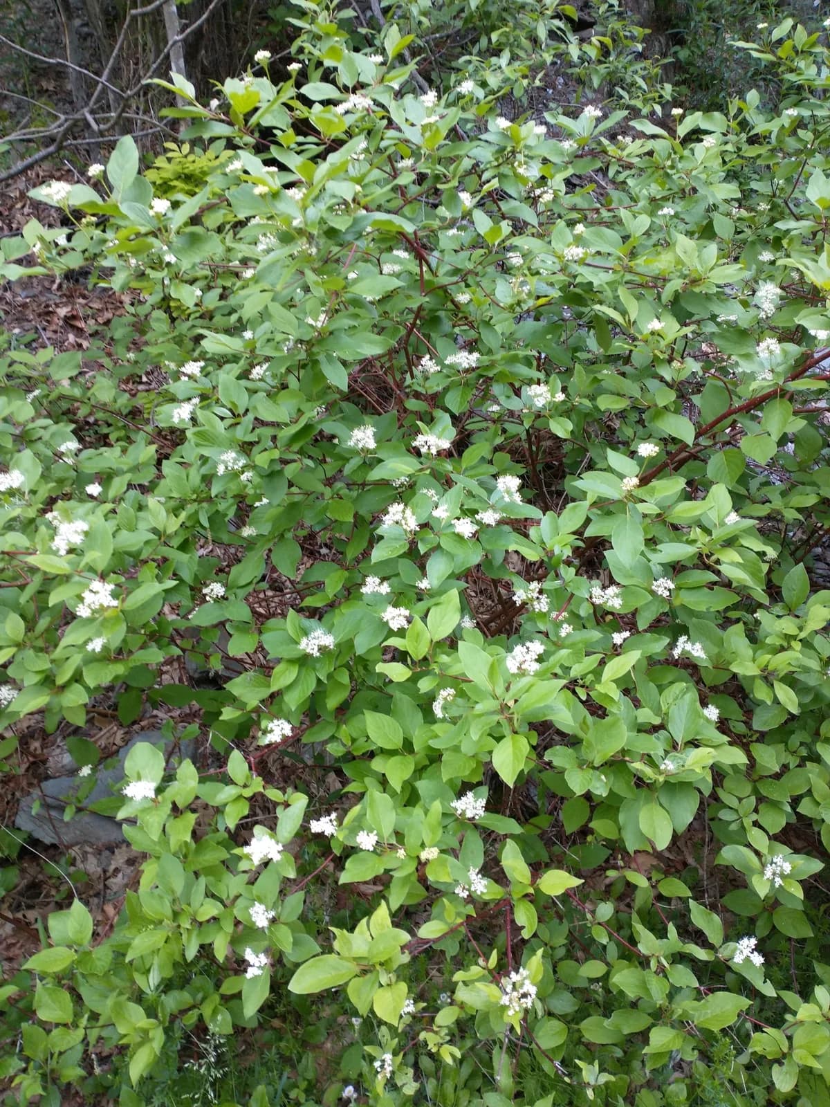 Red-osier Dogwood (Cornus sericea)