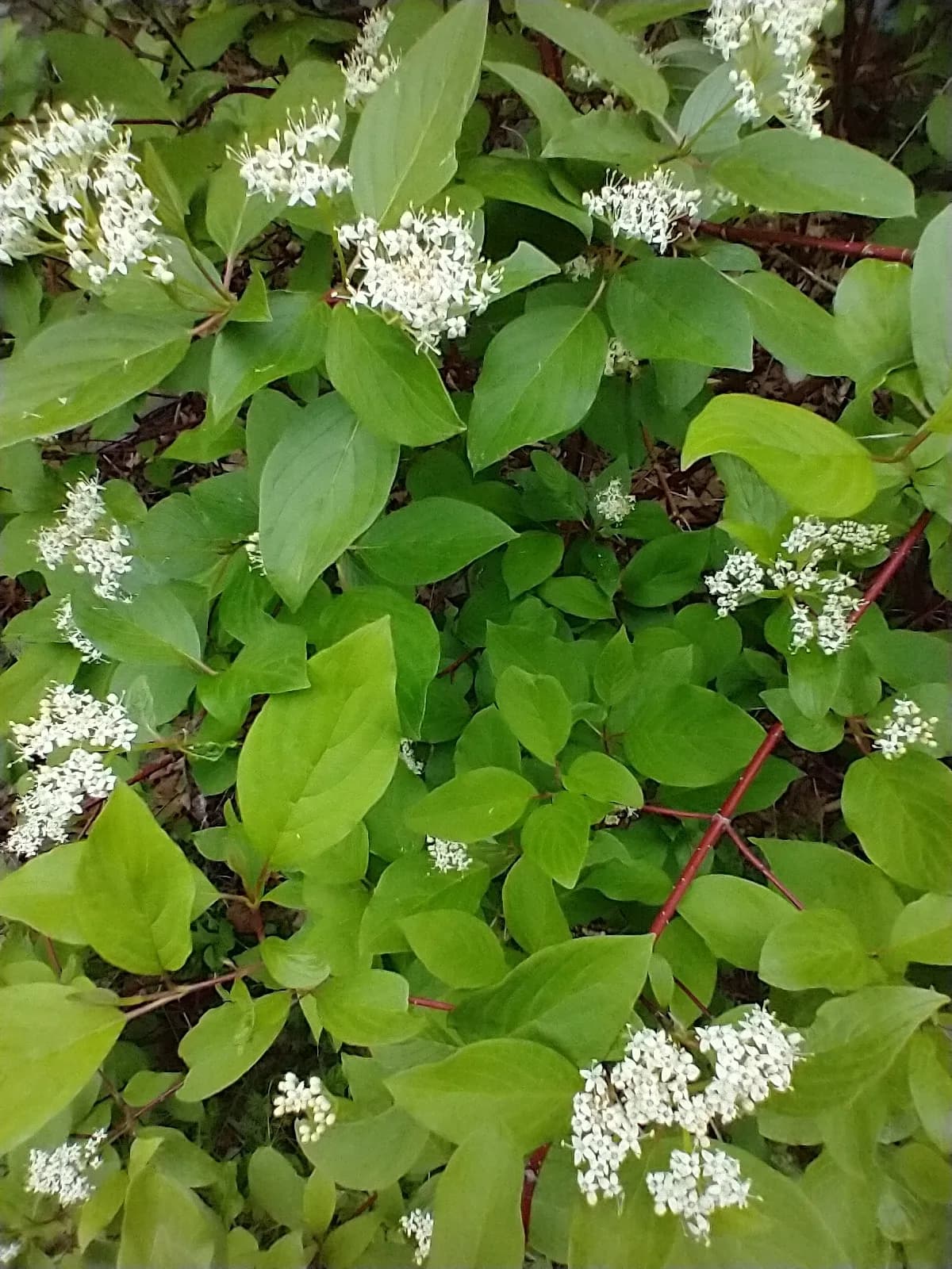 Red-osier Dogwood (Cornus stolonifera)