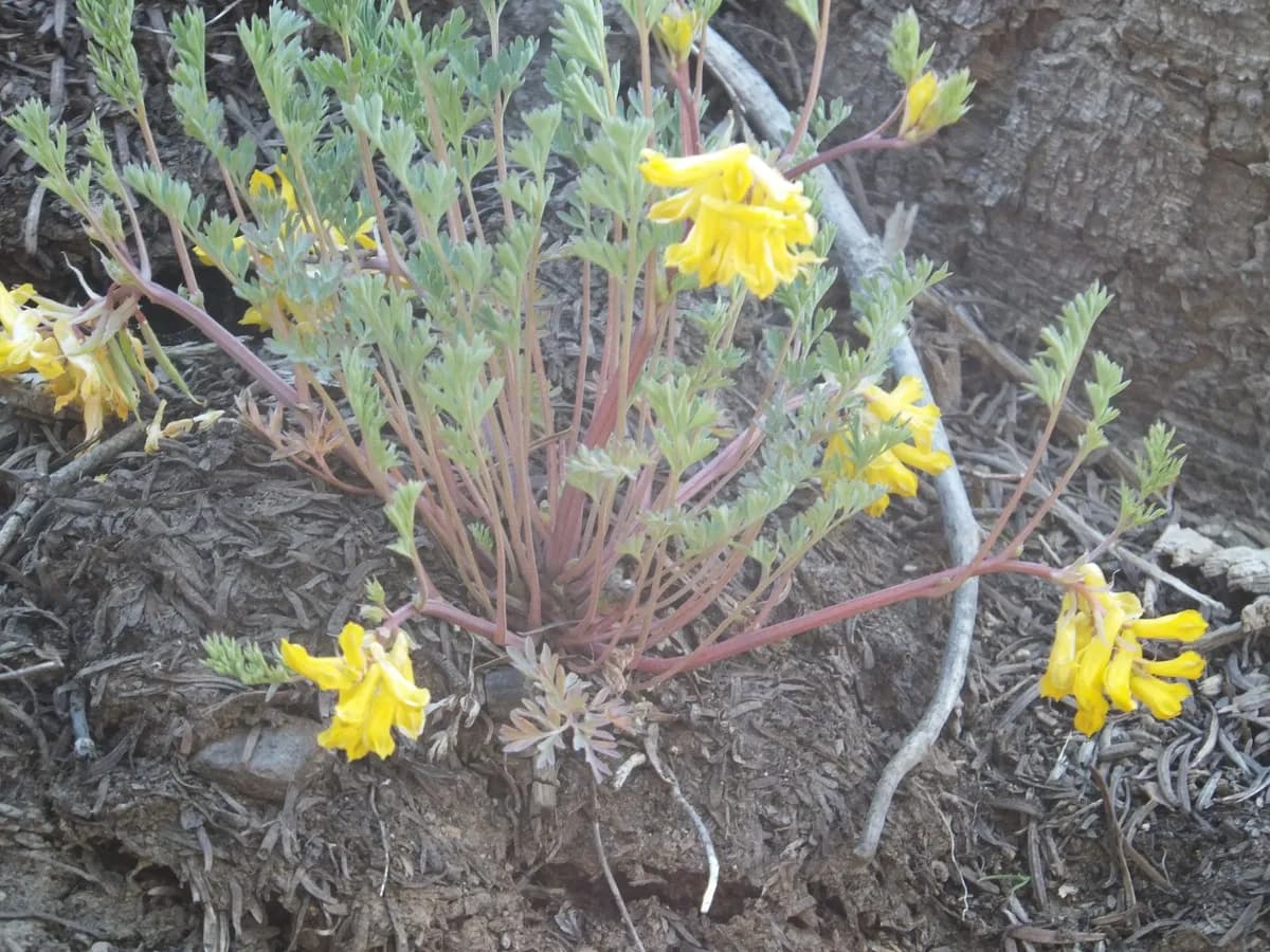 Golden Corydalis (Corydalis aurea)
