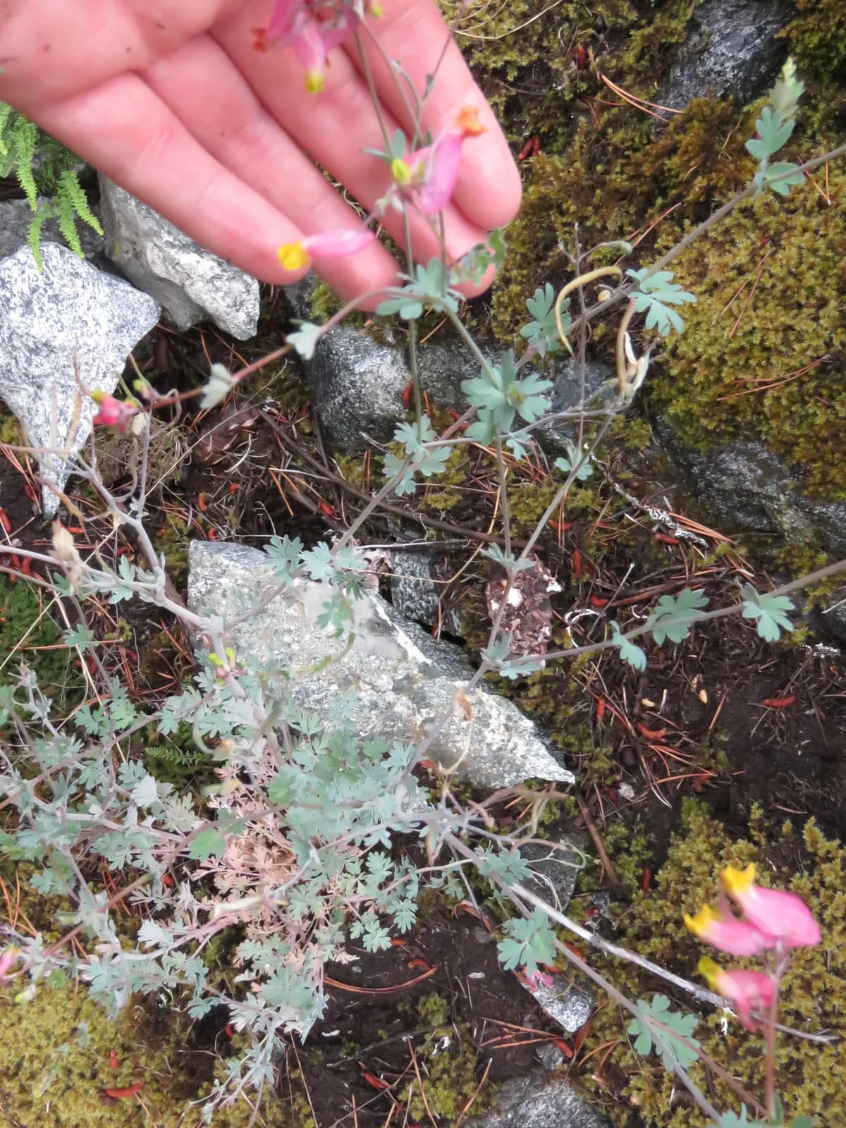 Rock Harlequin (Corydalis sempervirens)