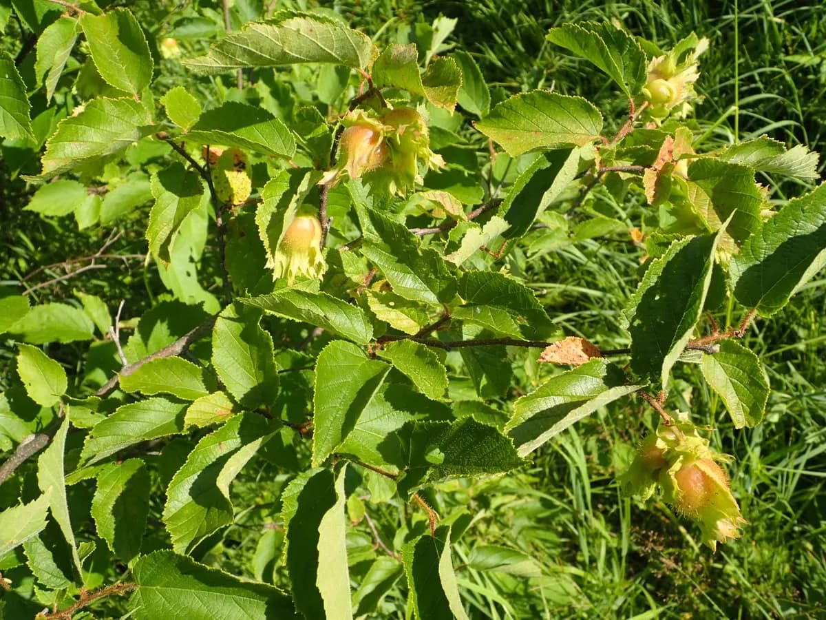 American Hazelnut (Corylus americana)