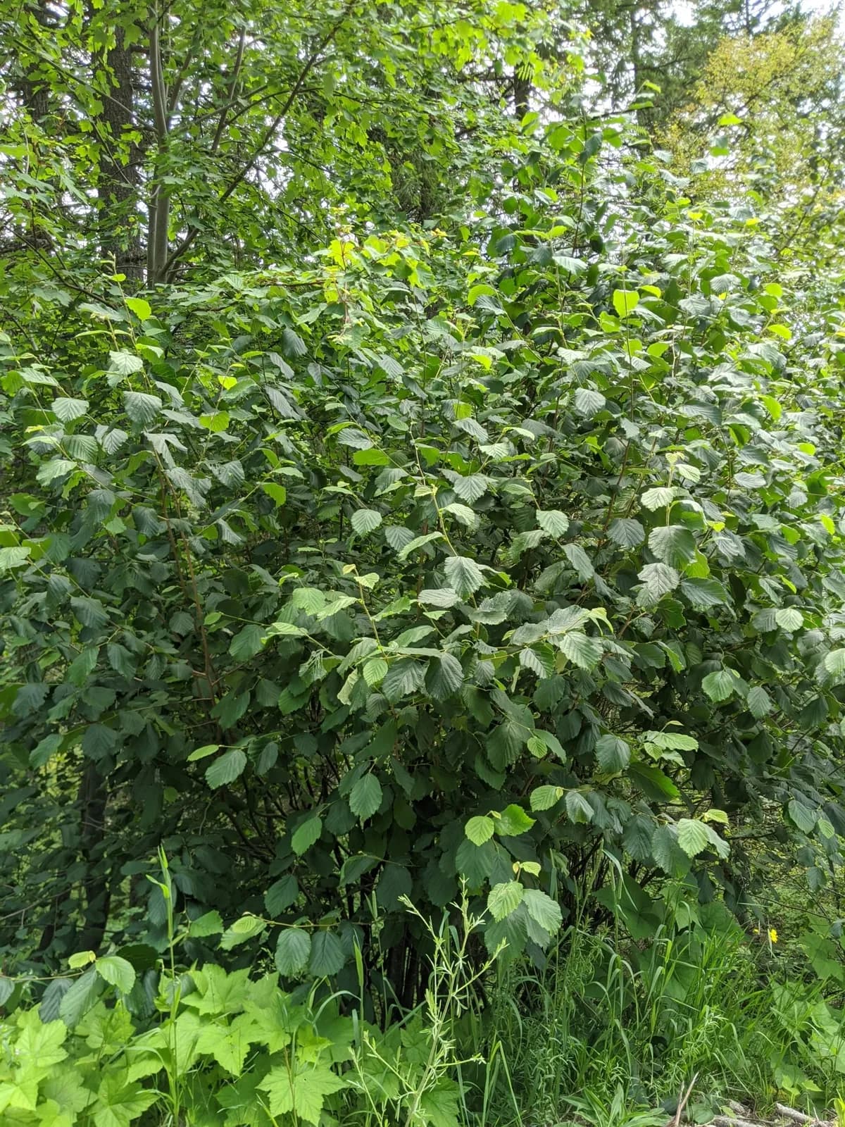 Beaked Filbert (Corylus cornuta)