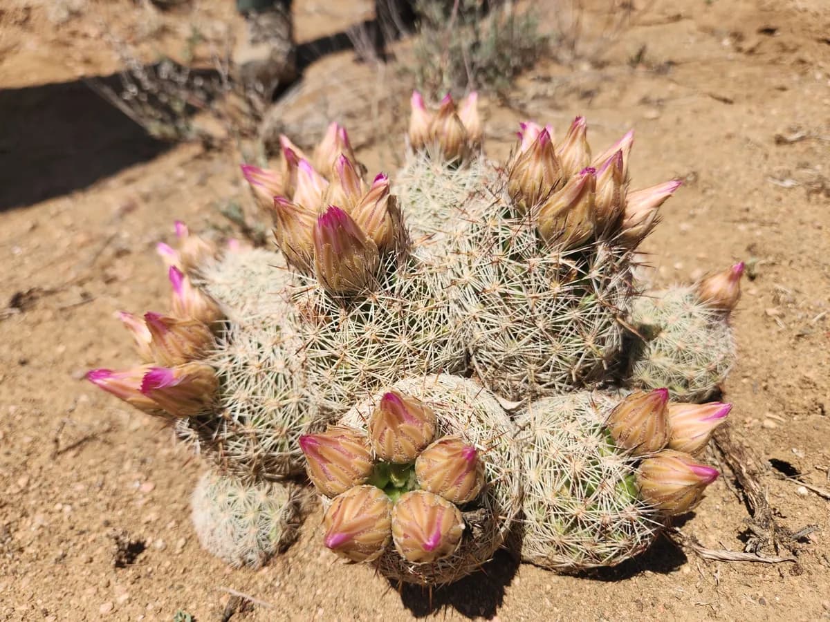 Beehive Cactus (Coryphantha vivipara)