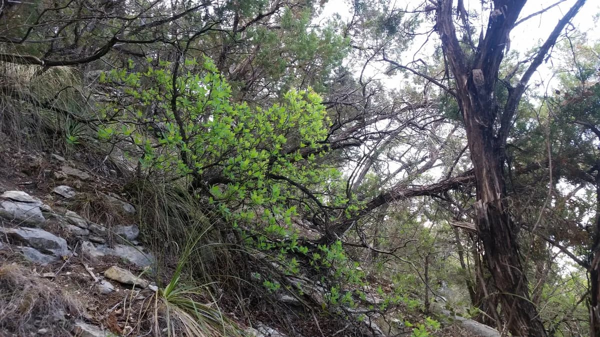 American Smoketree (Cotinus obovatus)