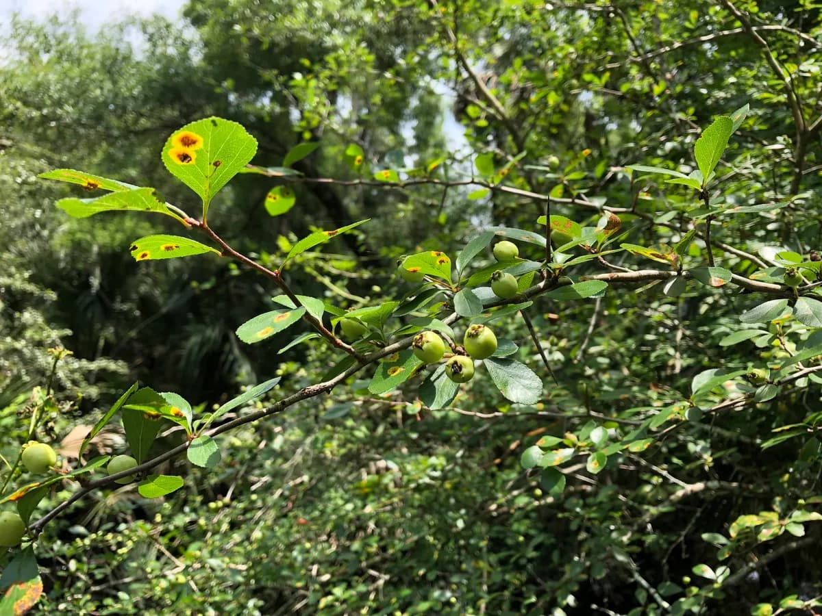 Eastern mayhaw (Crataegus aestivalis)