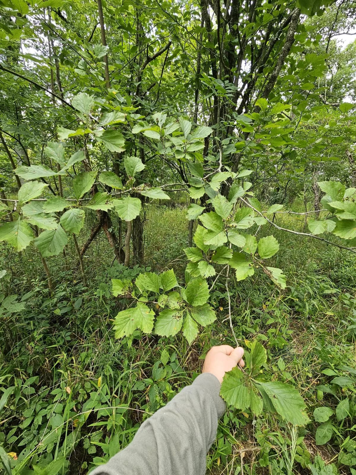 Pear Hawthorn (Crataegus calpodendron)