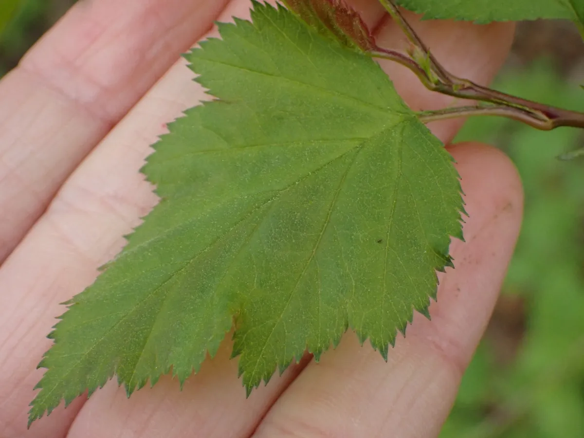Pear-Fruited Cockspur-Thorn (Crataegus coccinea)