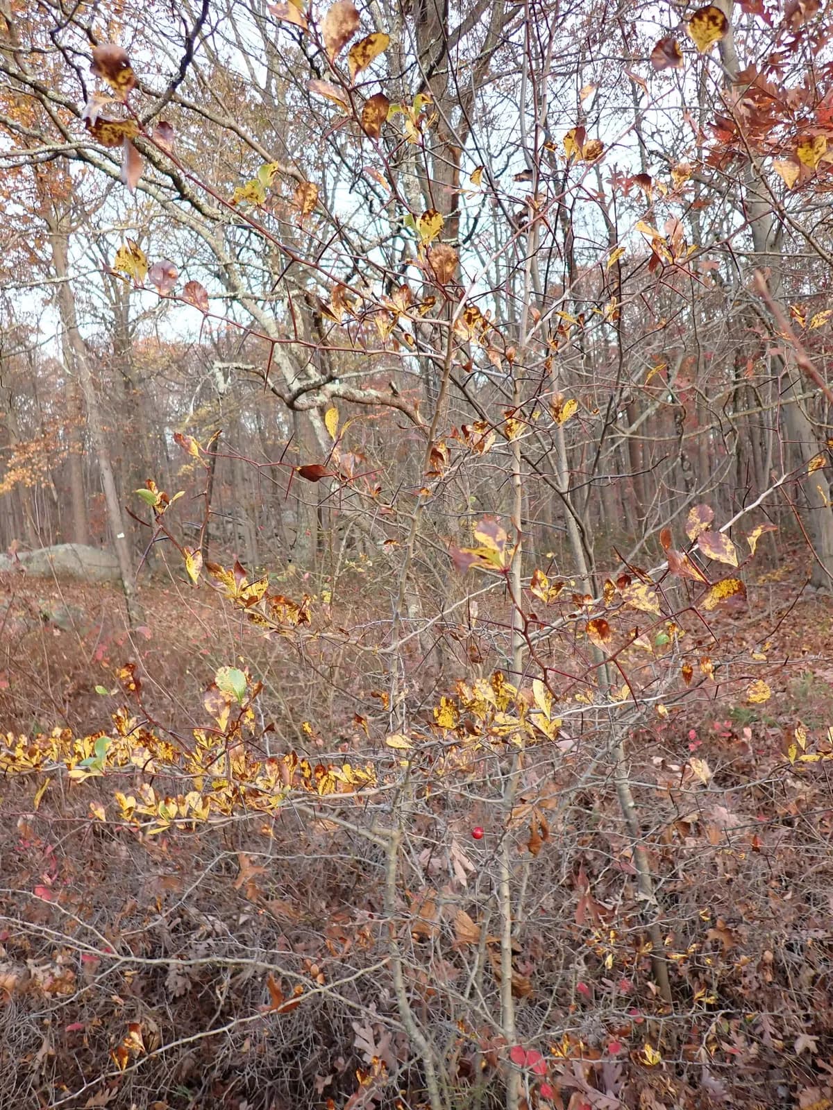 Cockspur Hawthorn (Crataegus crus-galli)
