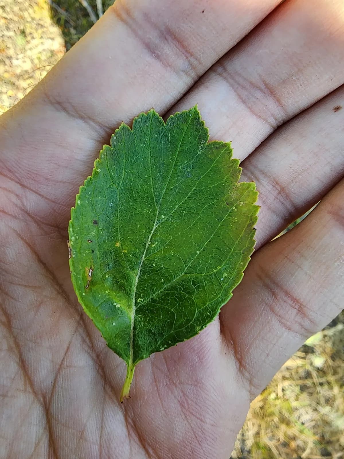 River Hawthorn (Crataegus douglasii)
