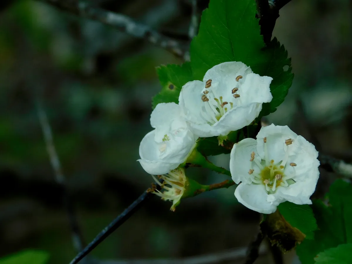 Yellowleaf Hawthorn (Crataegus flava)
