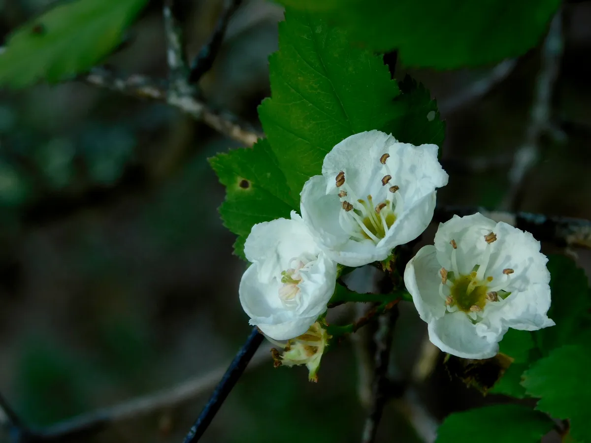 Lange's-thorn (Crataegus intricata)