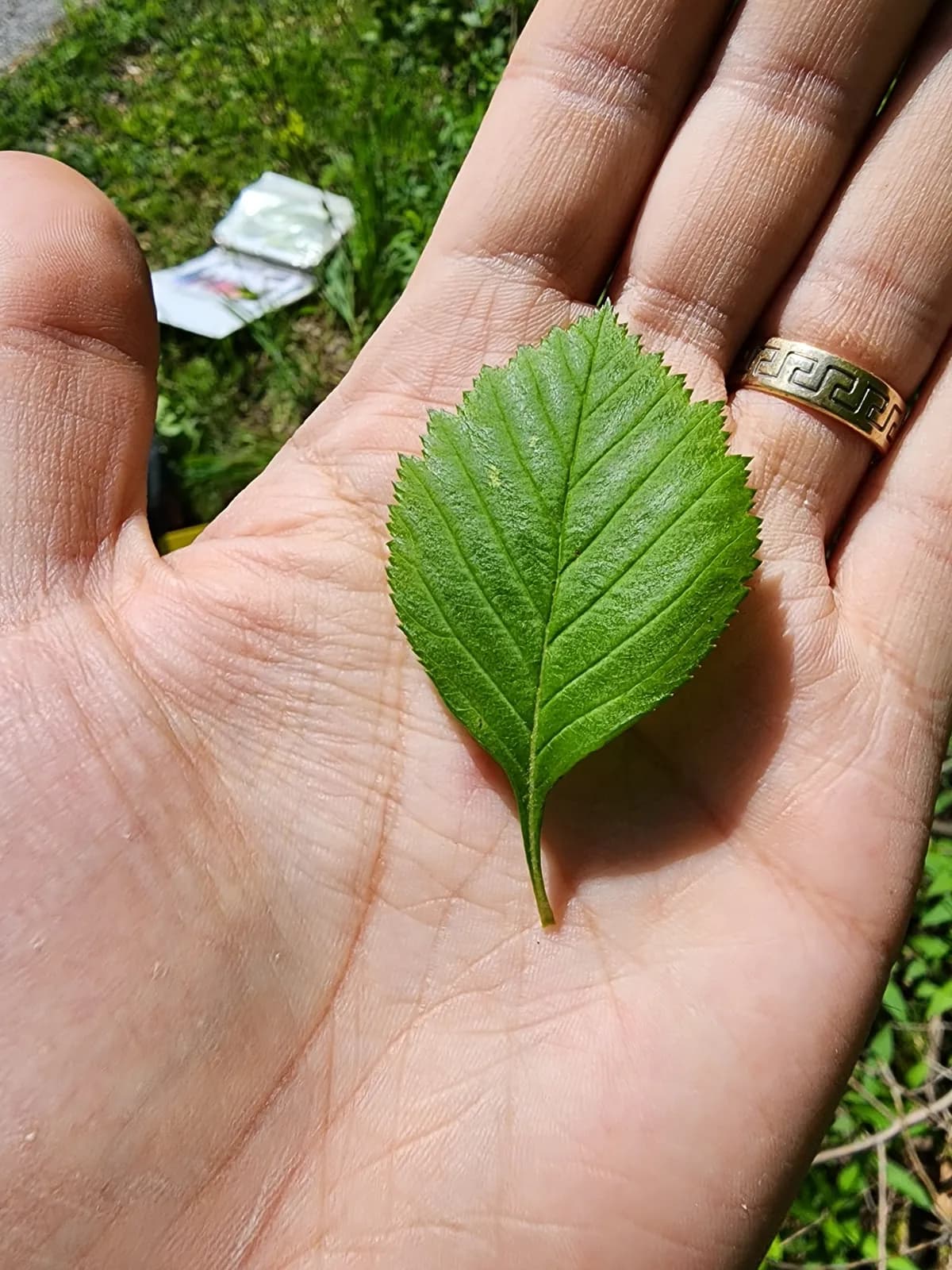 Large-thorn Hawthorn (Crataegus macracantha)