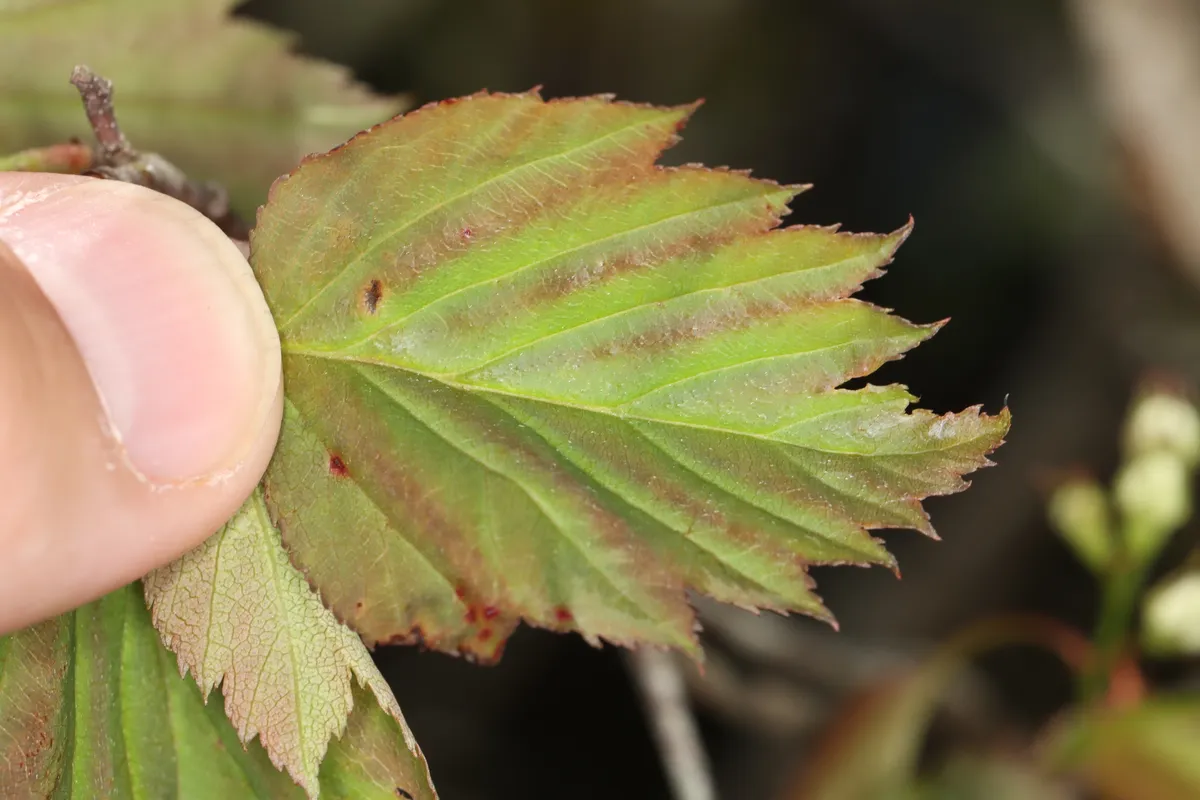 Variable Hawthorn (Crataegus macrosperma)