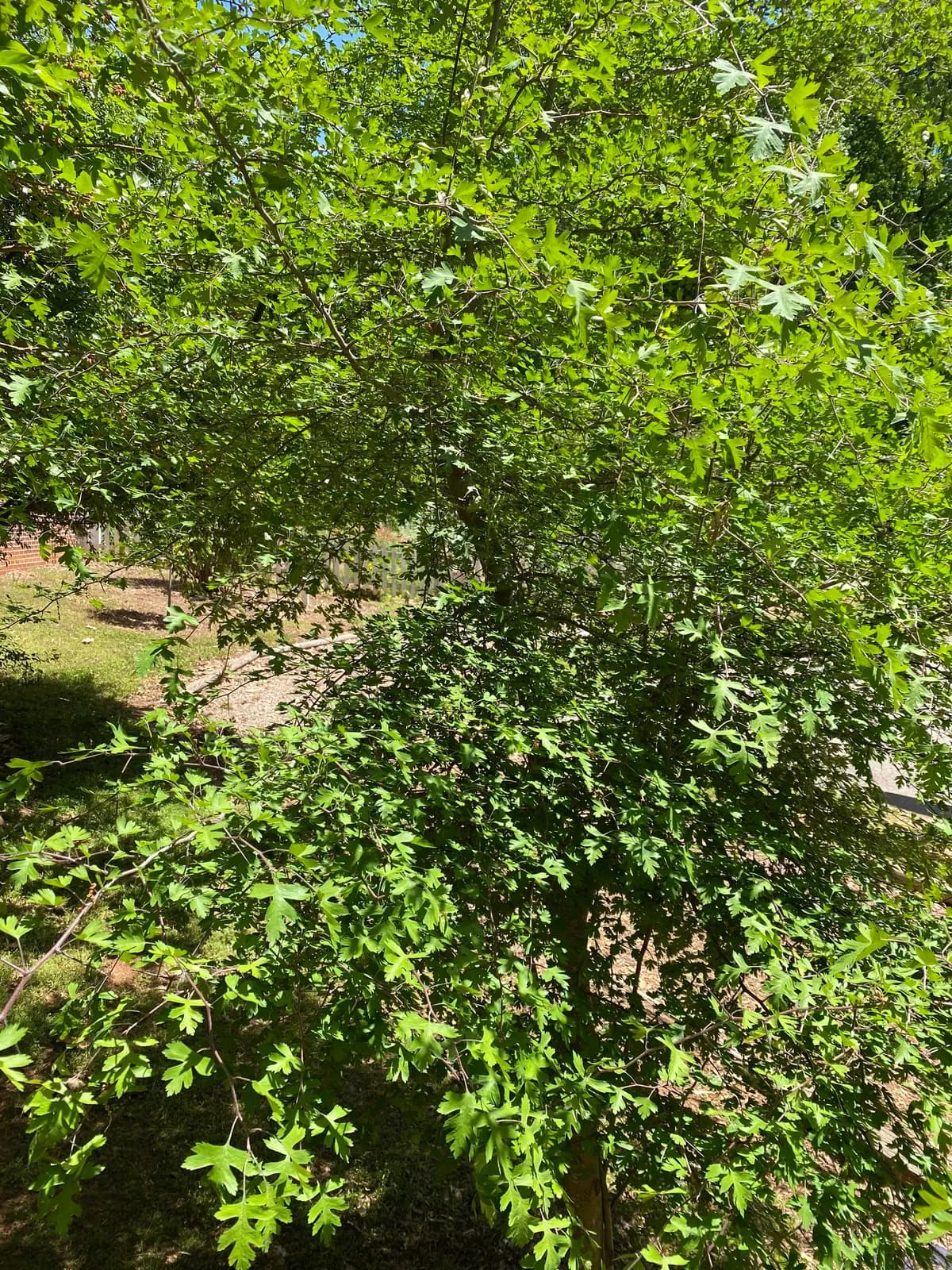 Parsley Hawthorn (Crataegus marshallii)