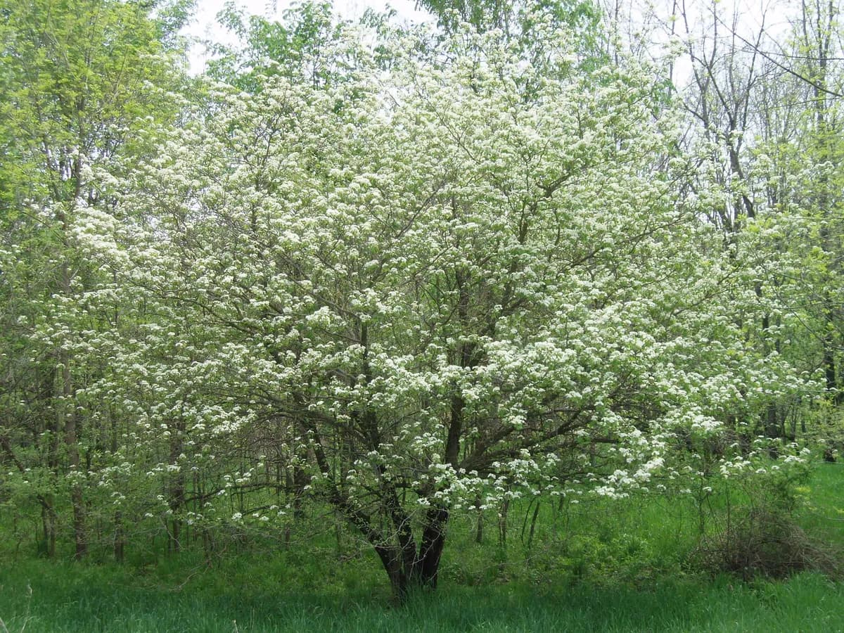 Arnold Hawthorn (Crataegus mollis)