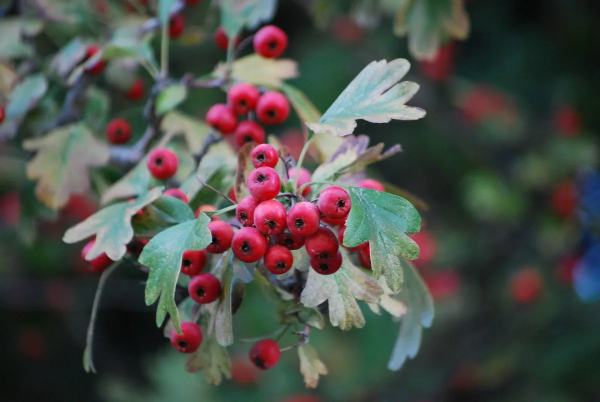 Hawthorn (Crataegus monogyna)