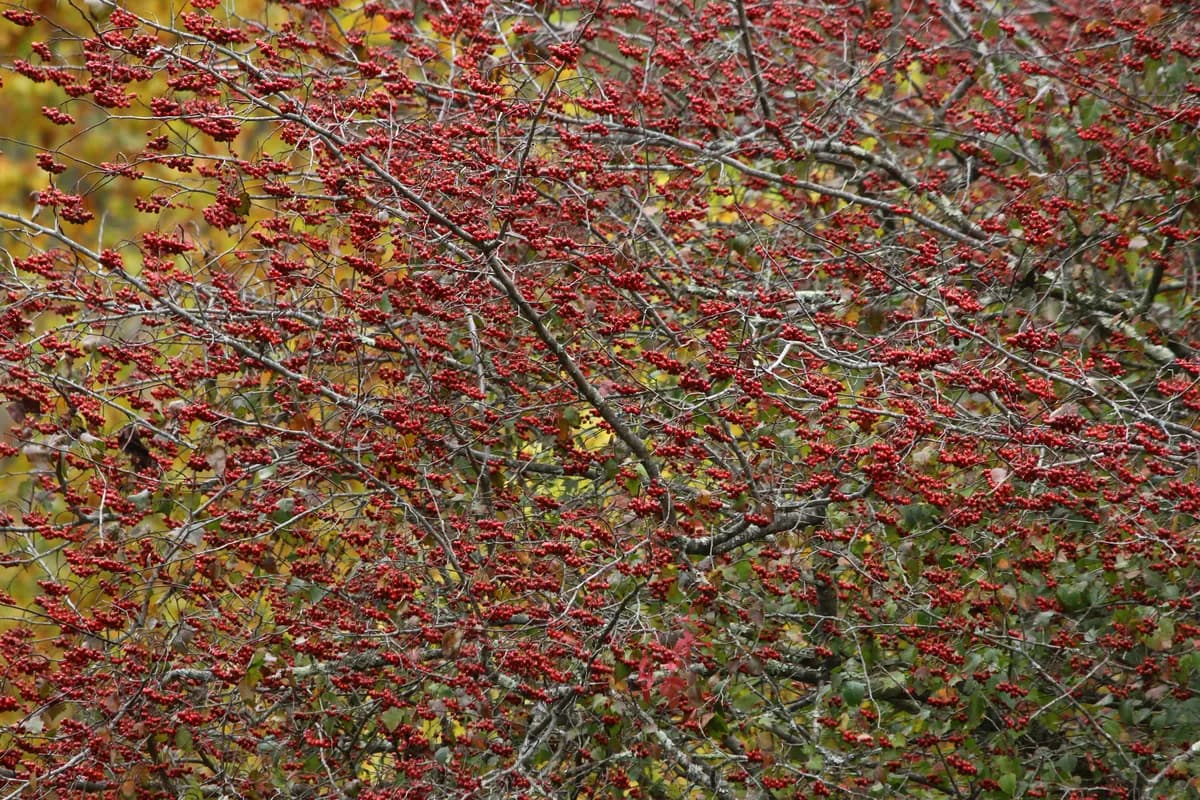 Washington Hawthorn (Crataegus phaenopyrum)