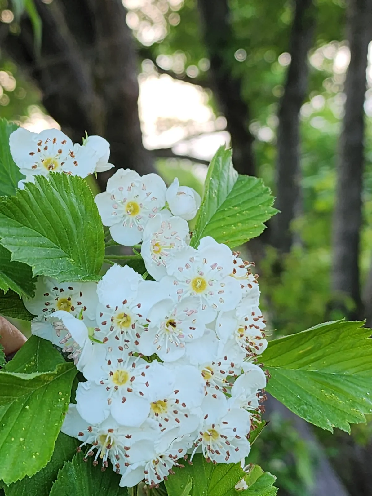Hillside Hawthorn (Crataegus punctata)