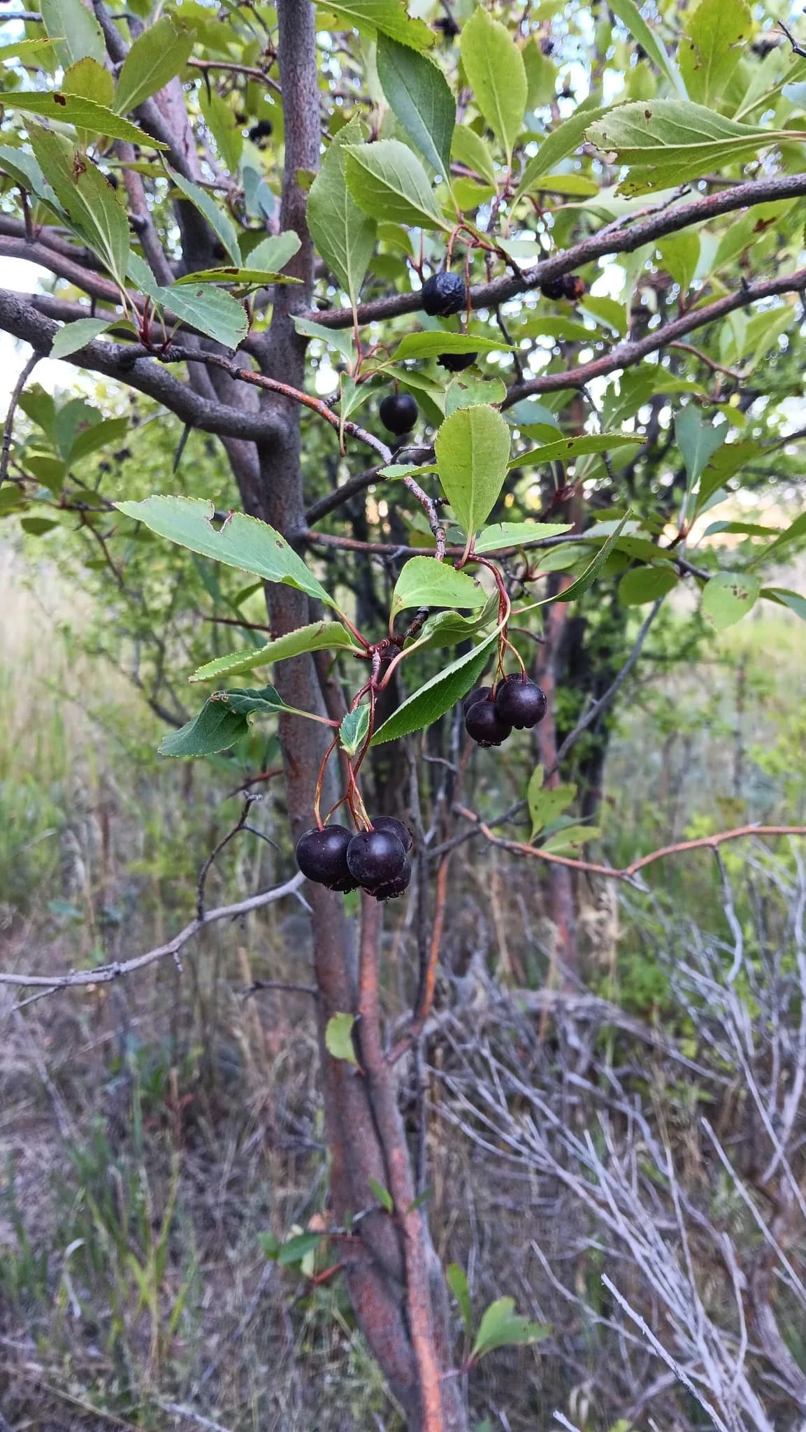 River Hawthorn (Crataegus rivularis)