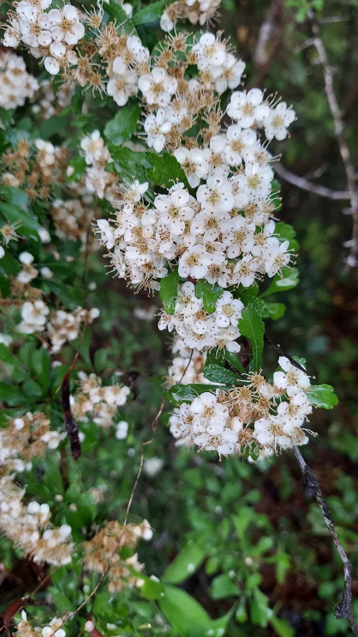 Littlehip Hawthorn (Crataegus spathulata)