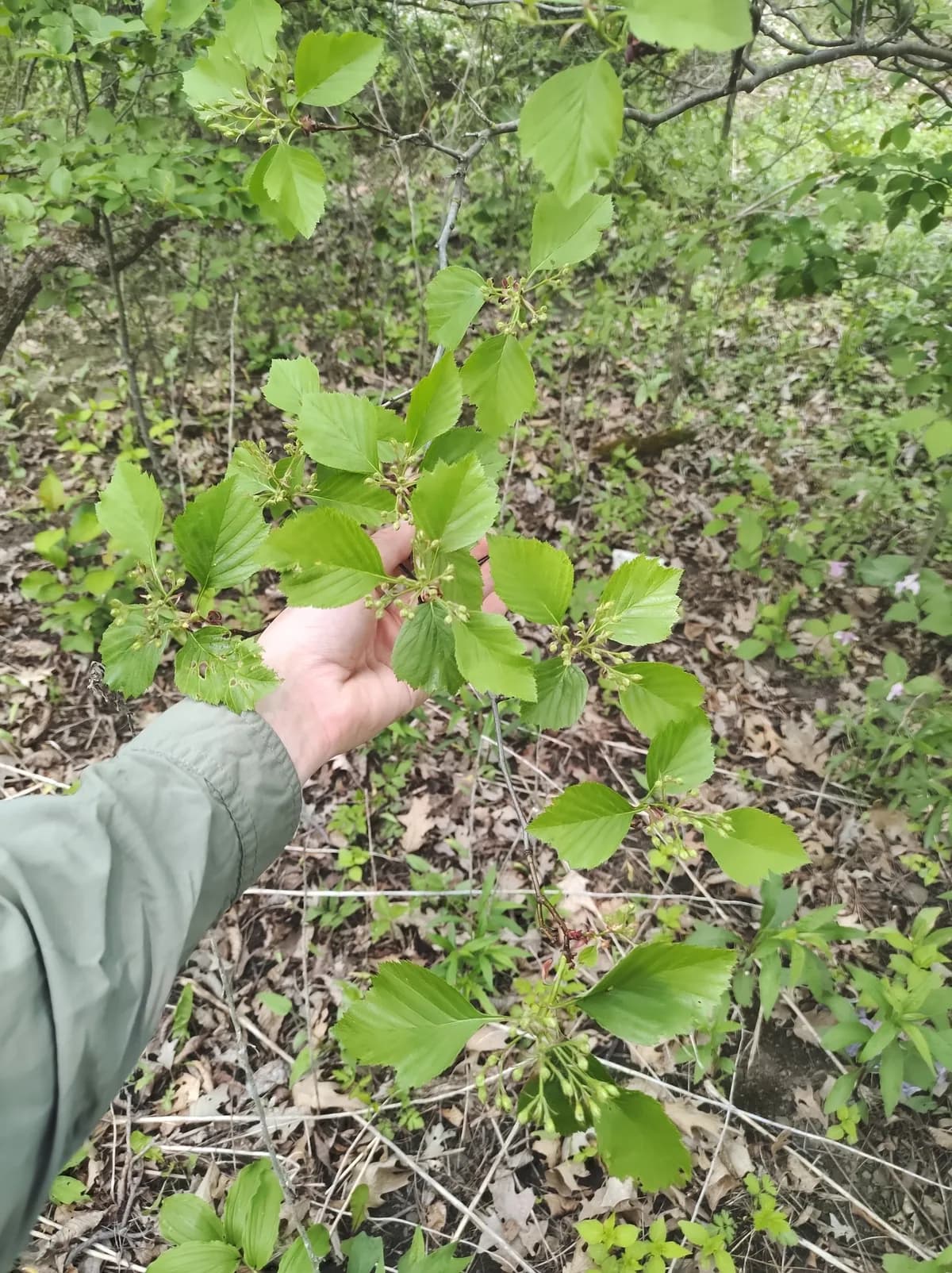 Succulent Hawthorn (Crataegus succulenta)