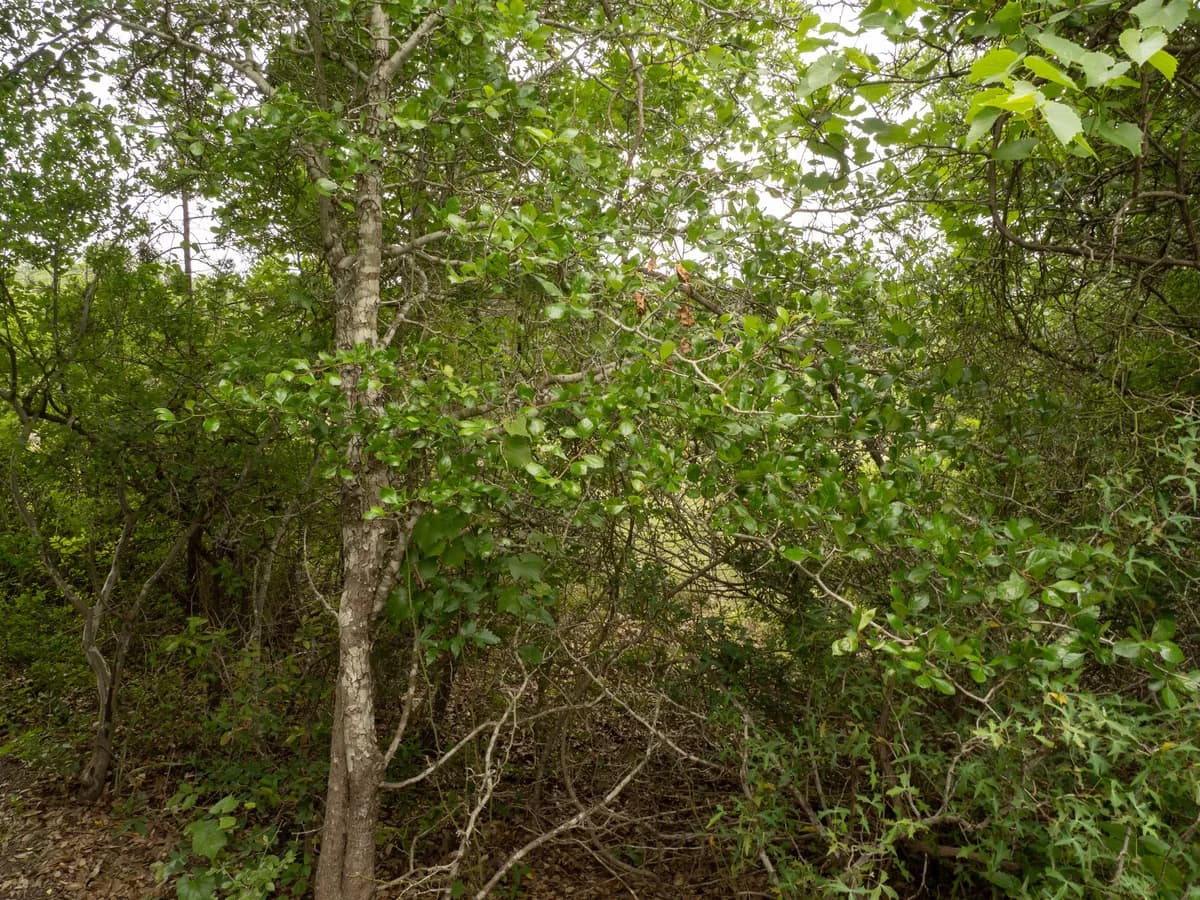 Tracy's Hawthorn (Crataegus tracyi)