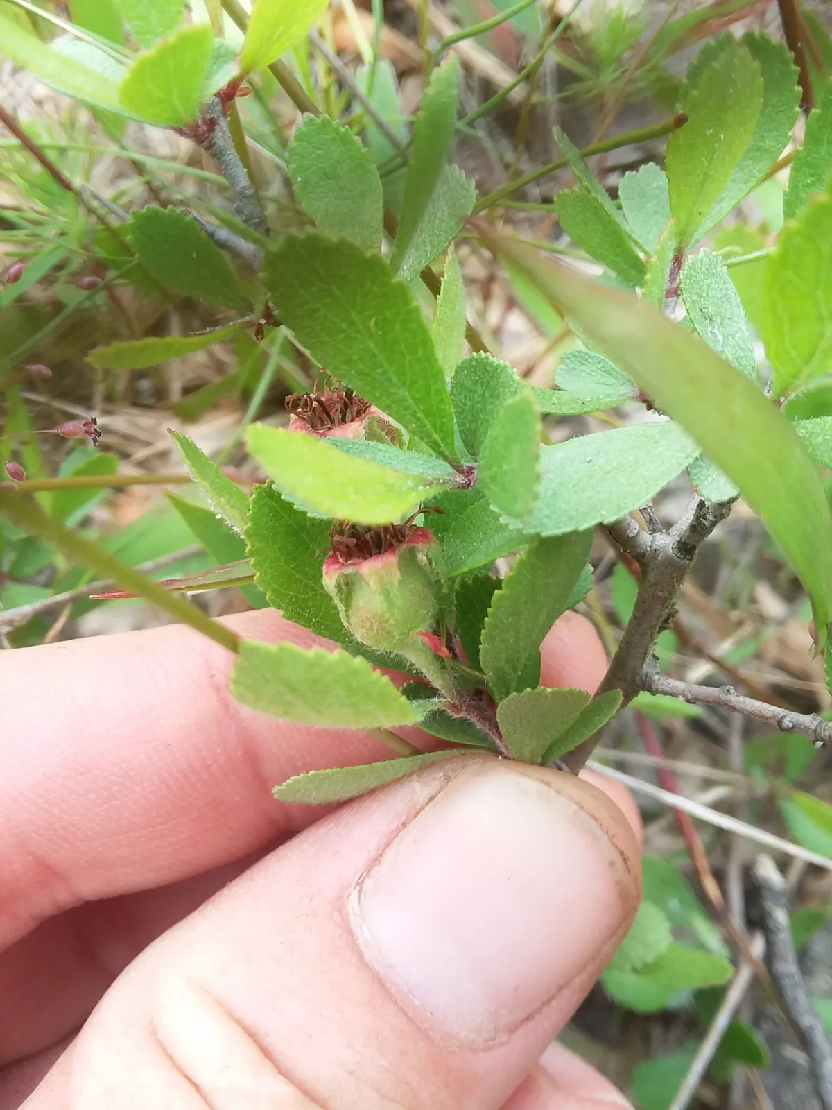 Dwarf Hawthorn (Crataegus uniflora)