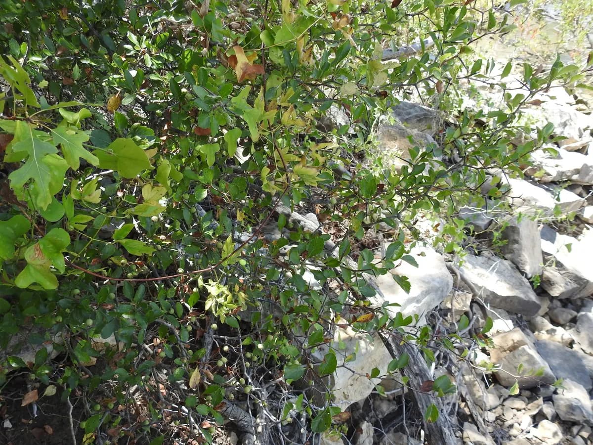 Green Hawthorn (Crataegus viridis)