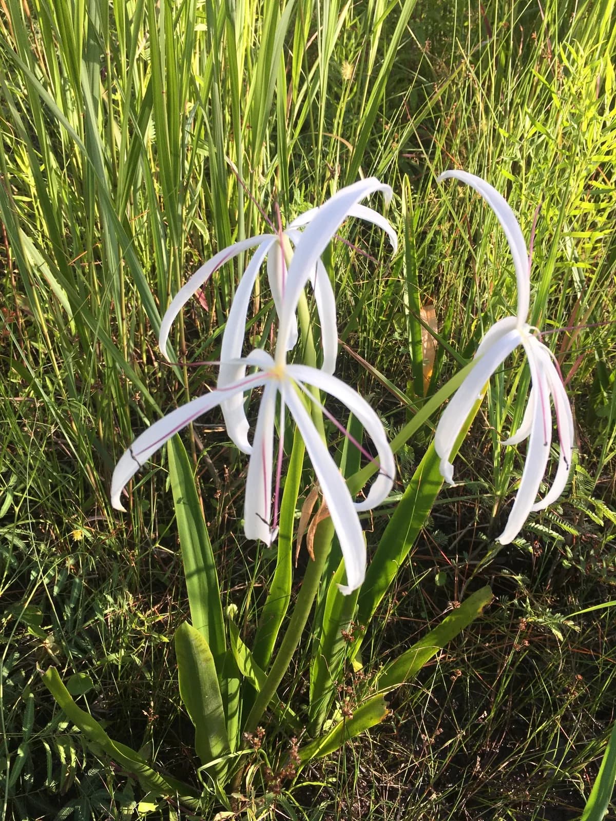 Swamp Lily (Crinum americanum)