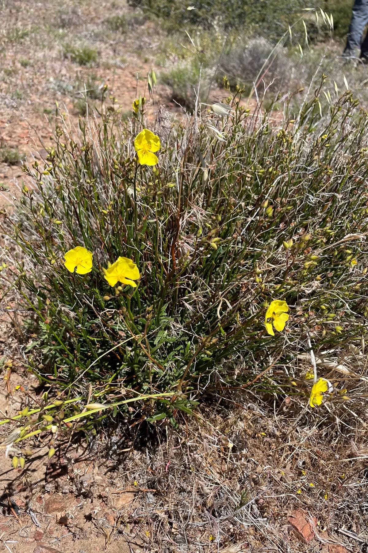 Alderson's rush-rose (Crocanthemum aldersonii)